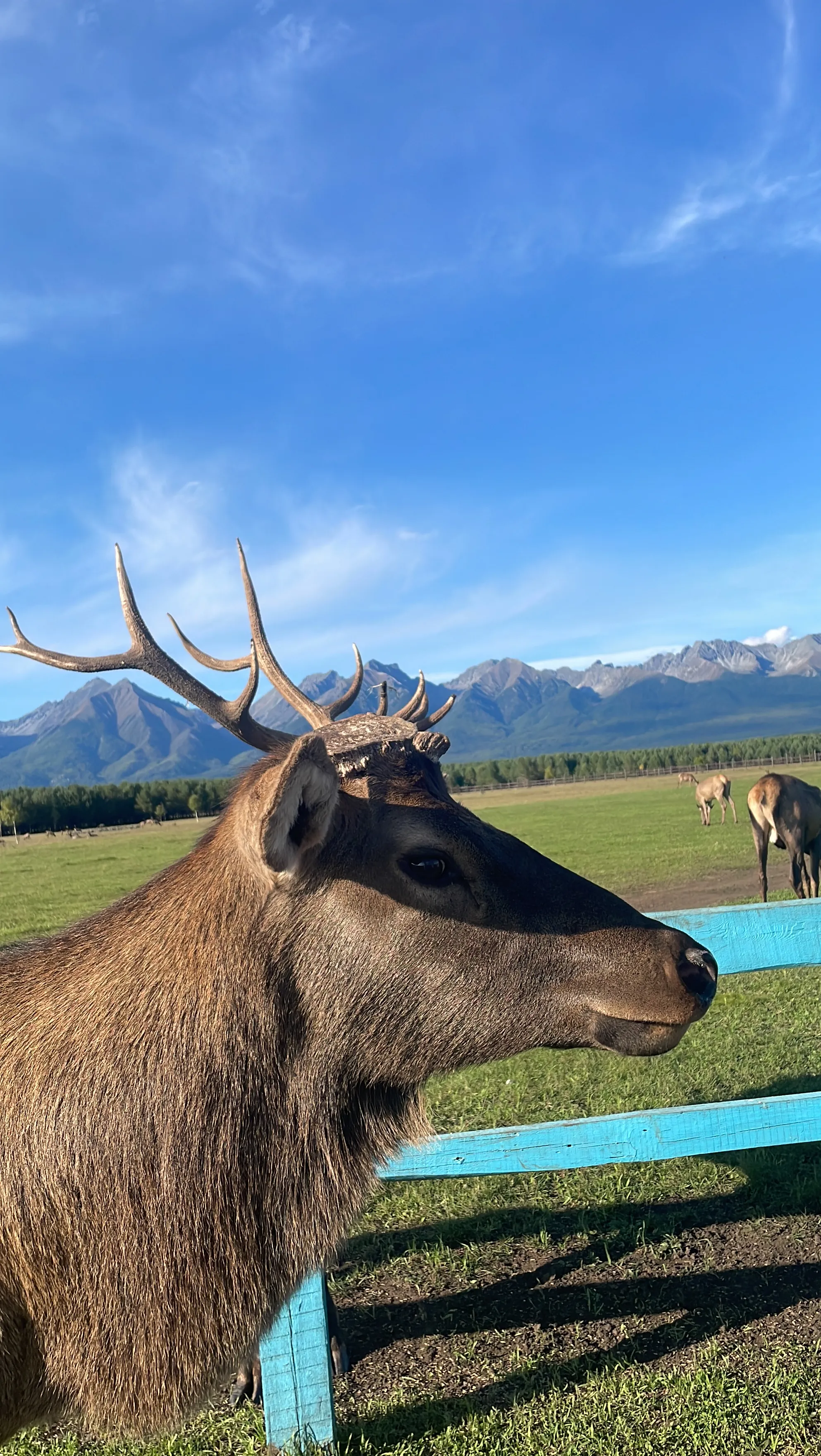 Призрачная корона