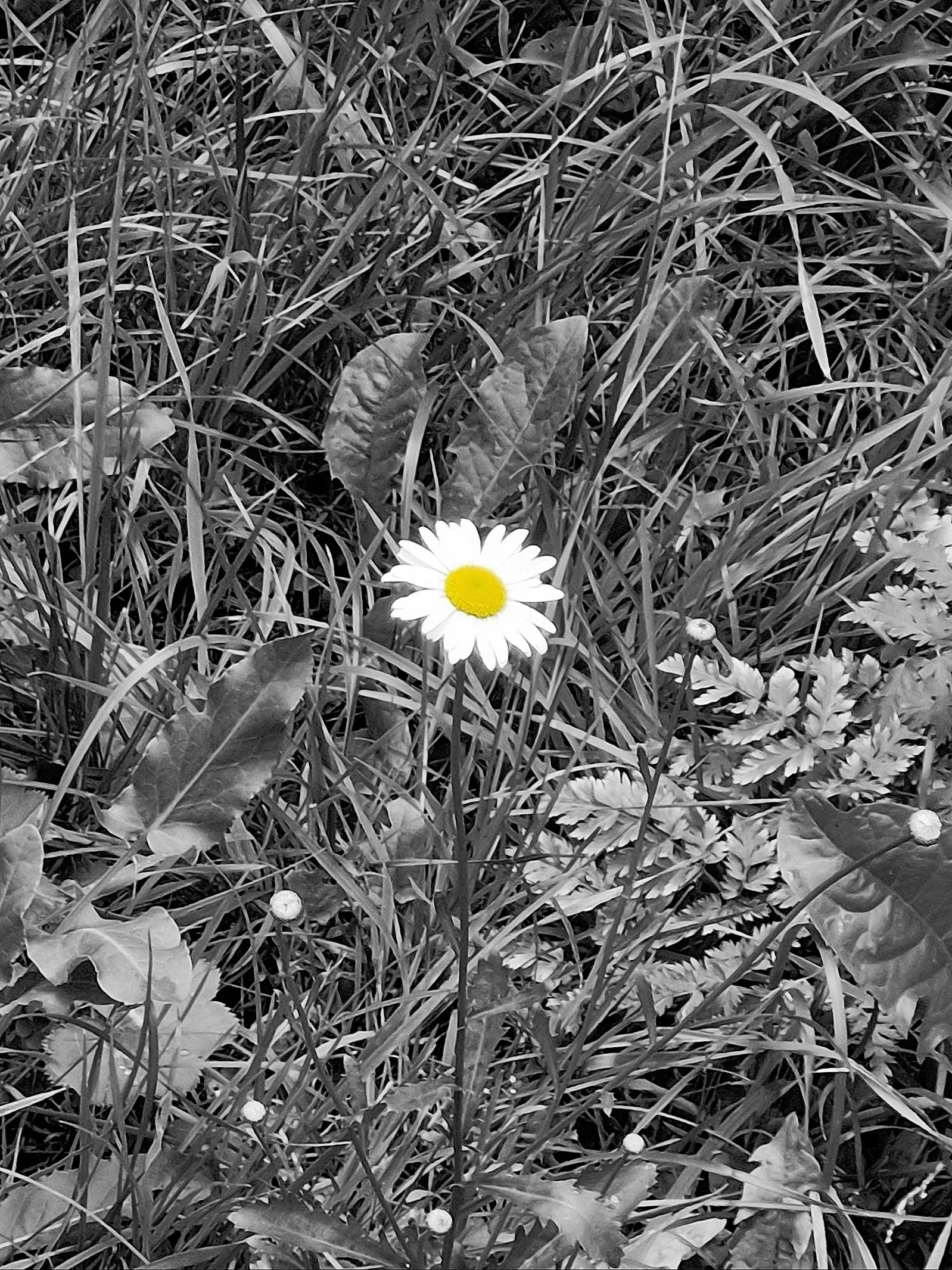 Дети Солнца