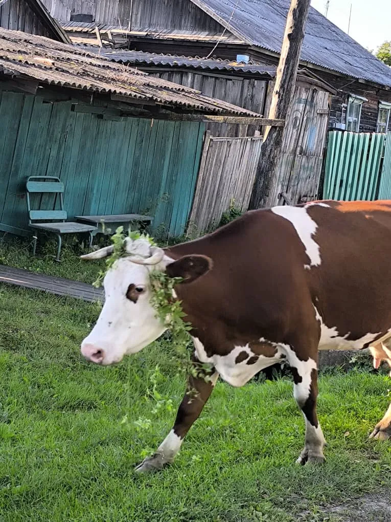 Лето на рогах