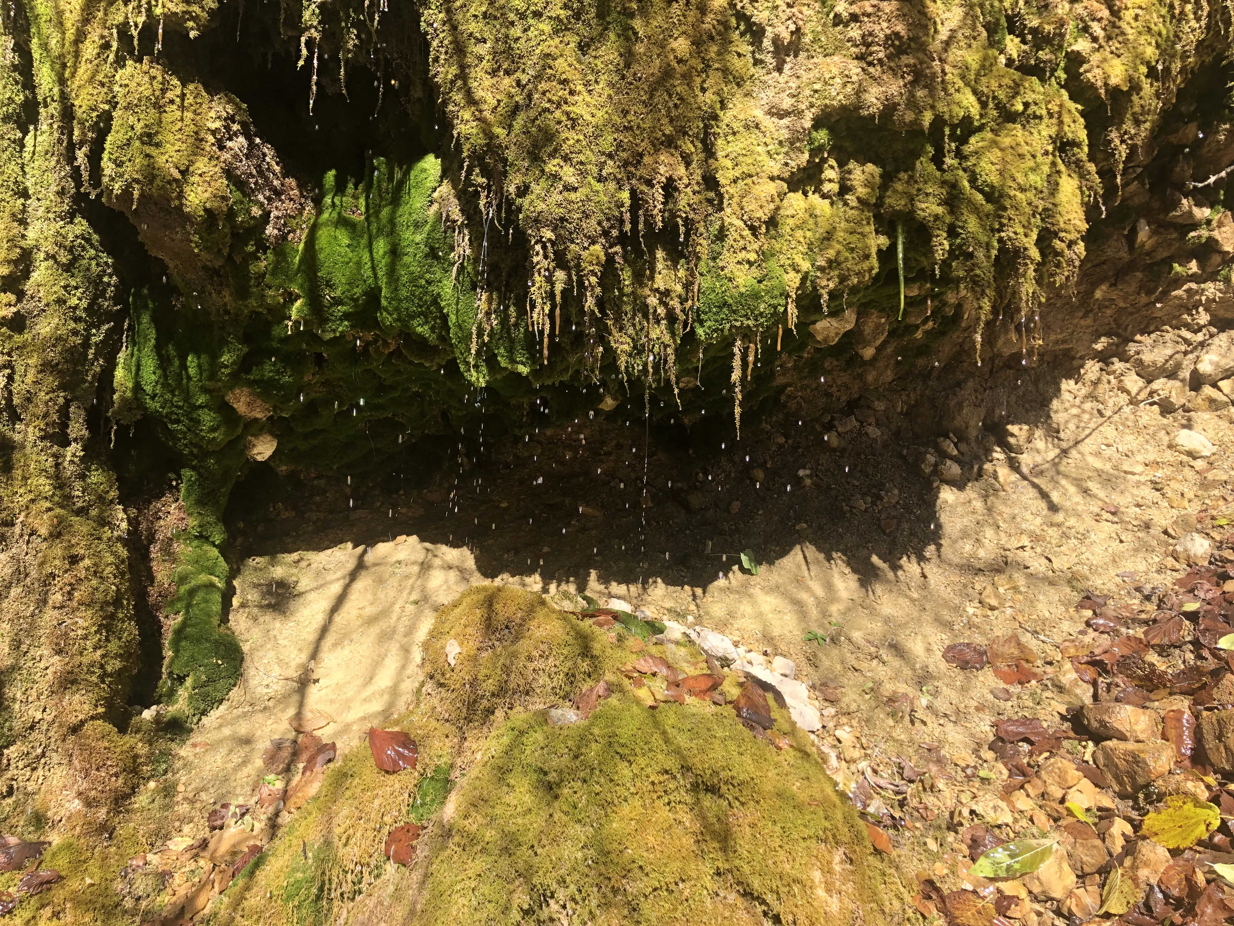 Танец капель над мшистым царством