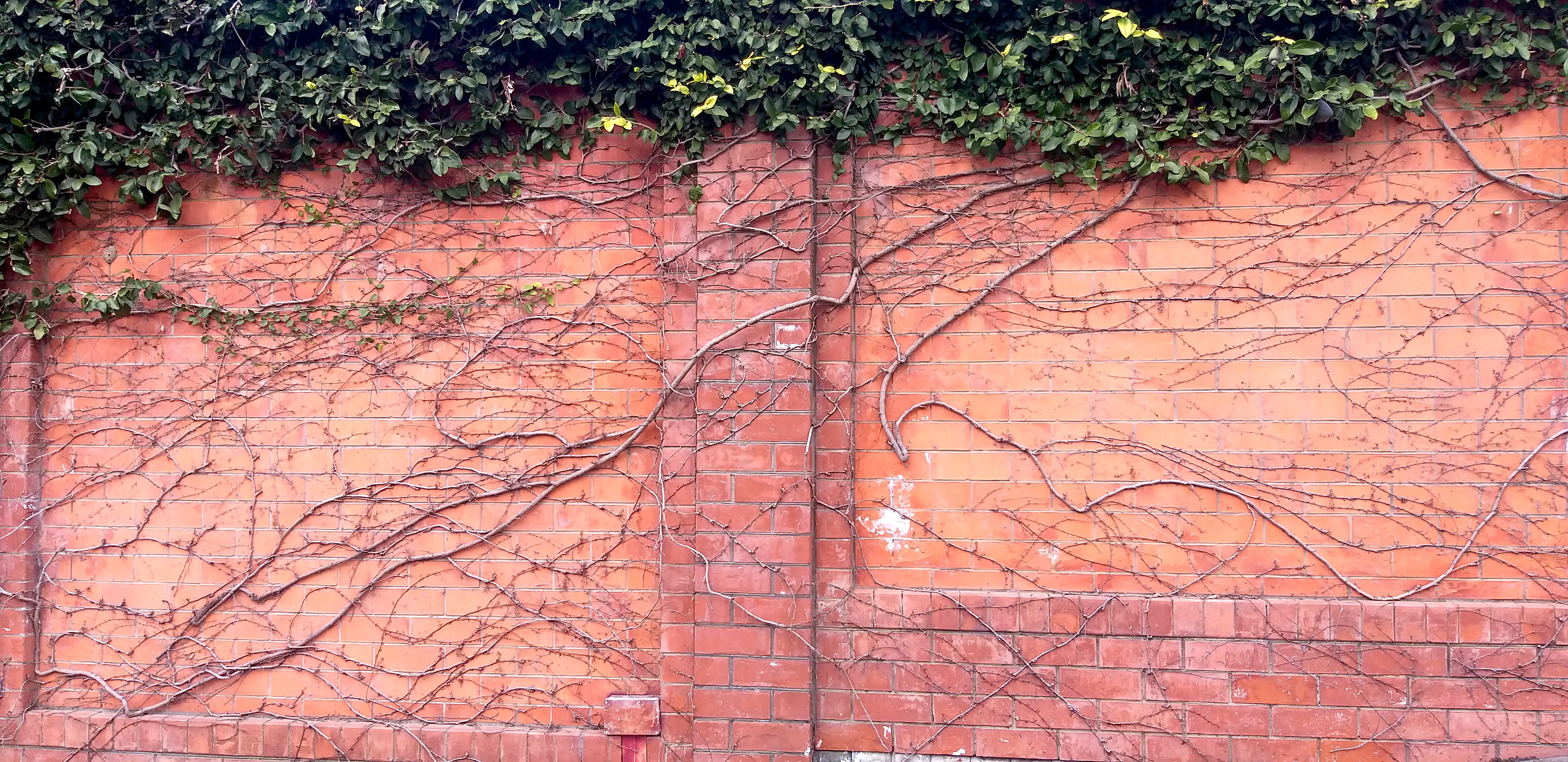 Зеленая Интервенция