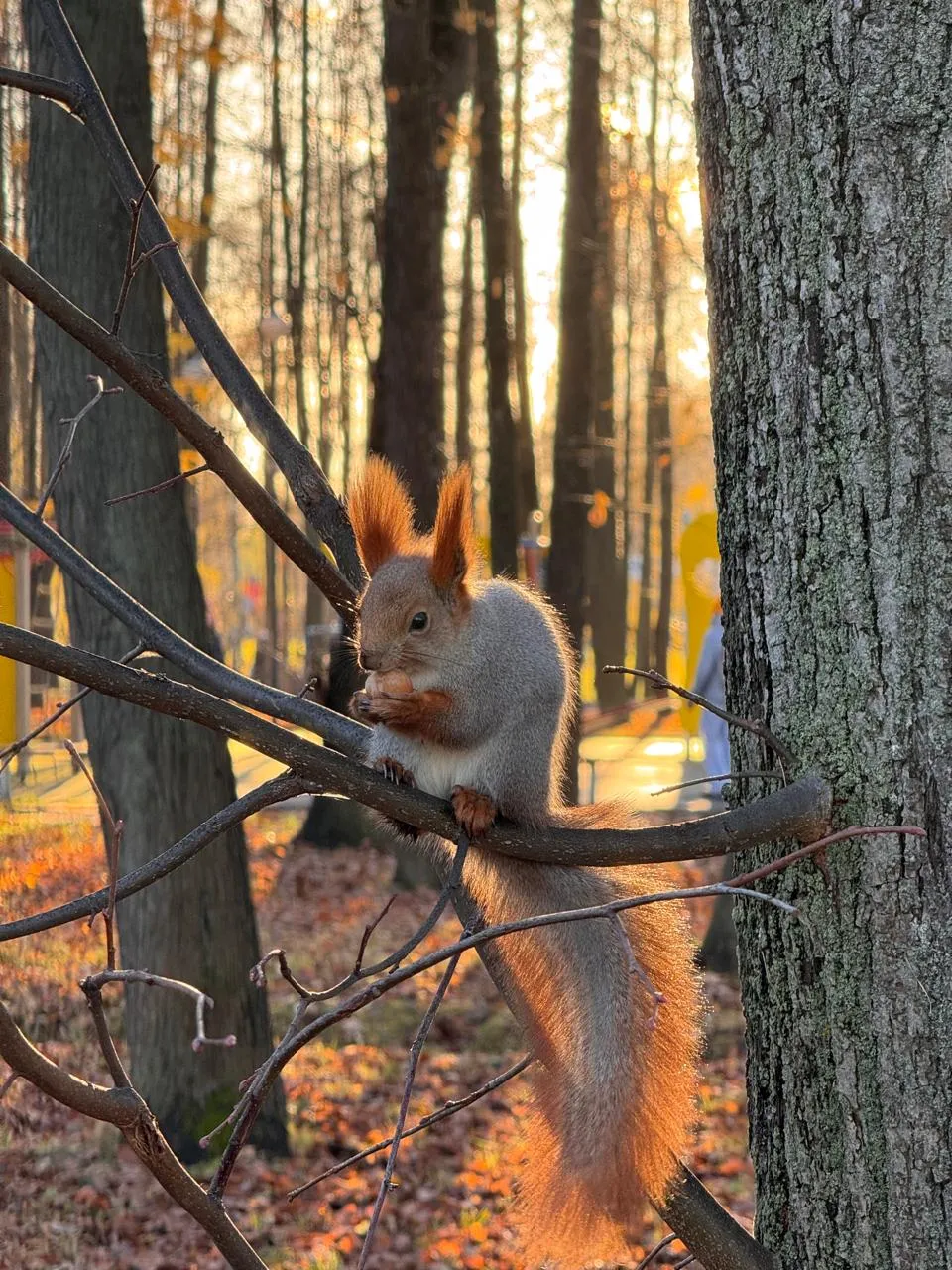 В ноябрьской прохладе