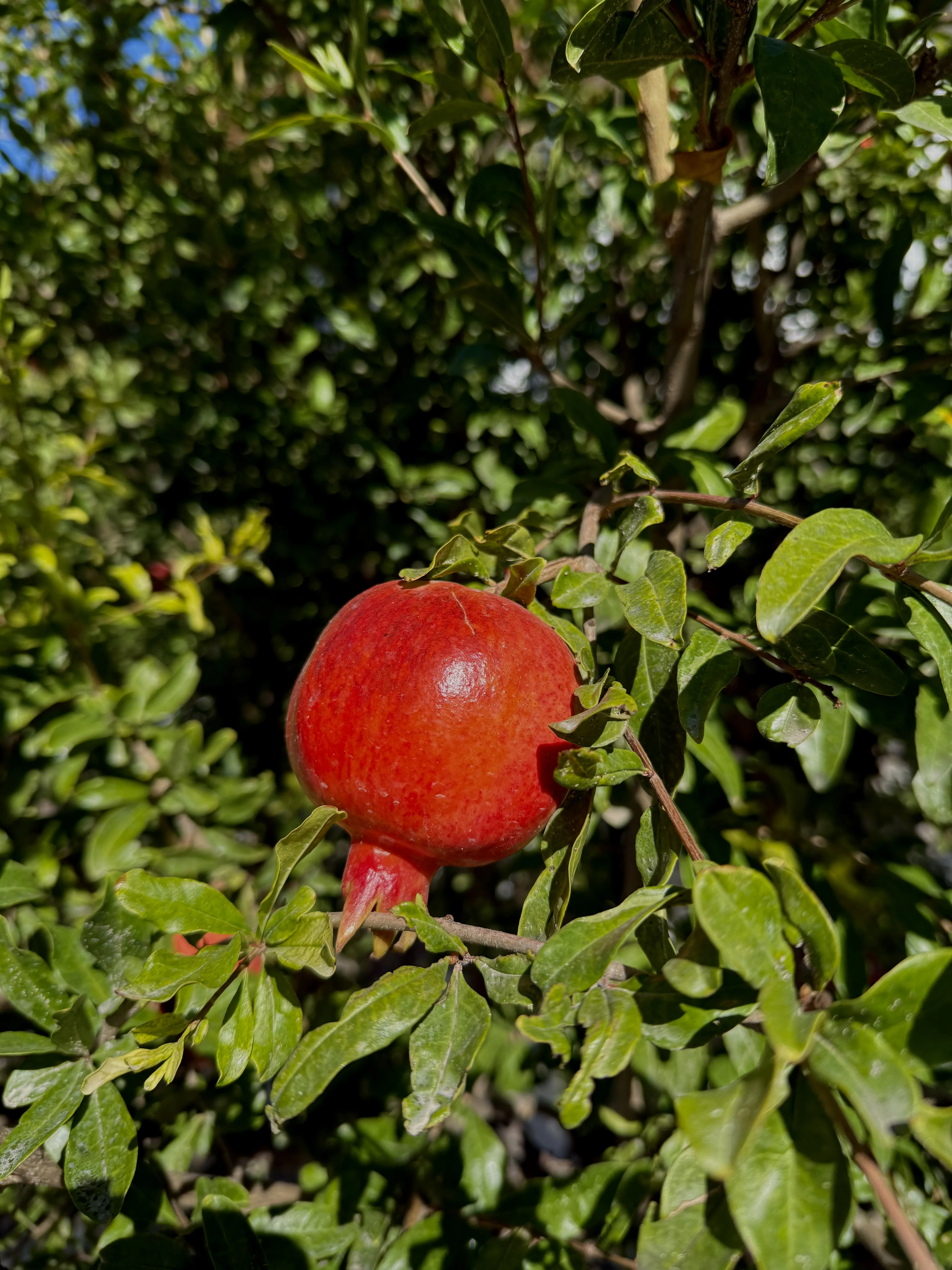 Сердце юга на ветке