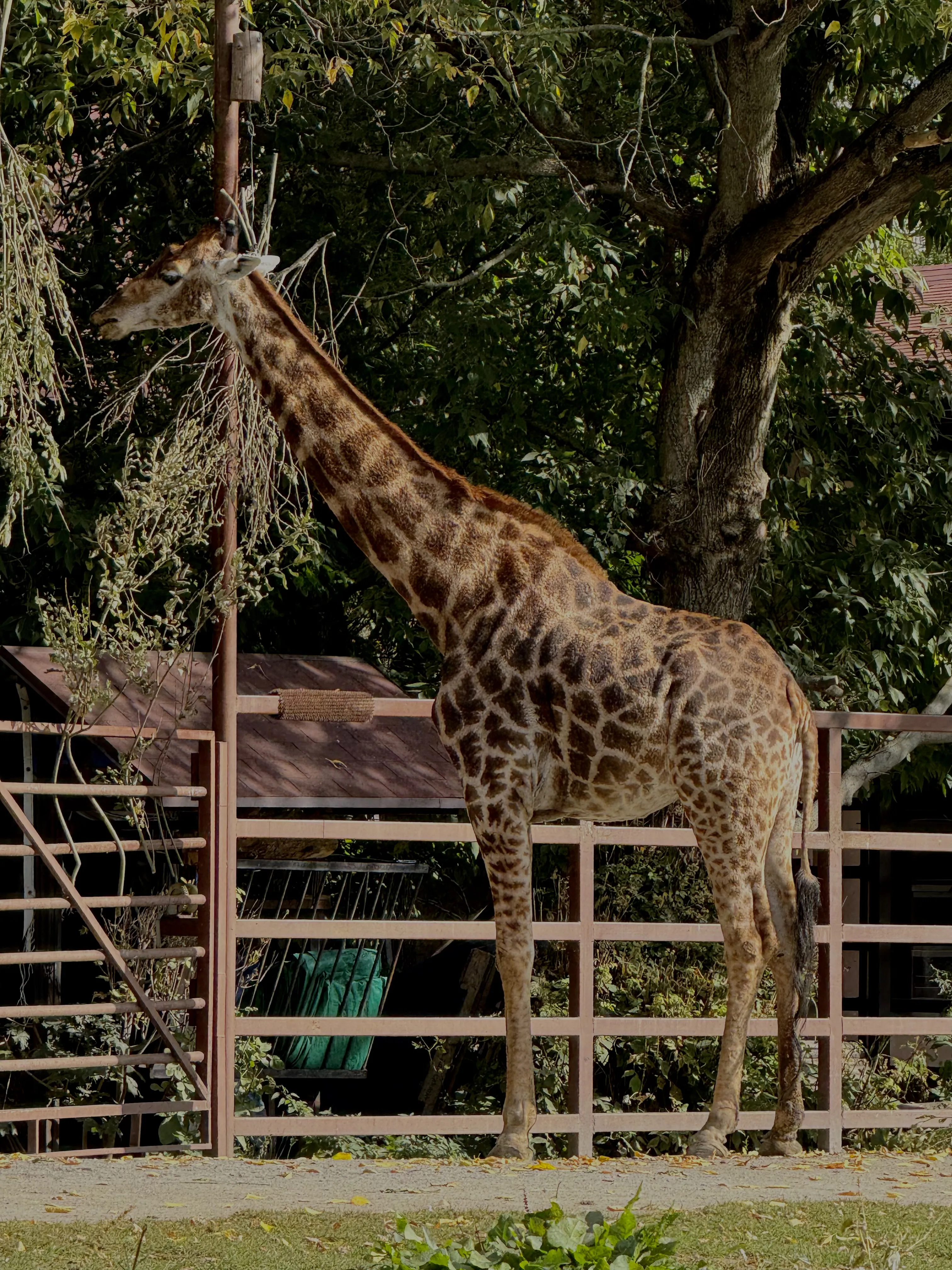 Высоко над саванной