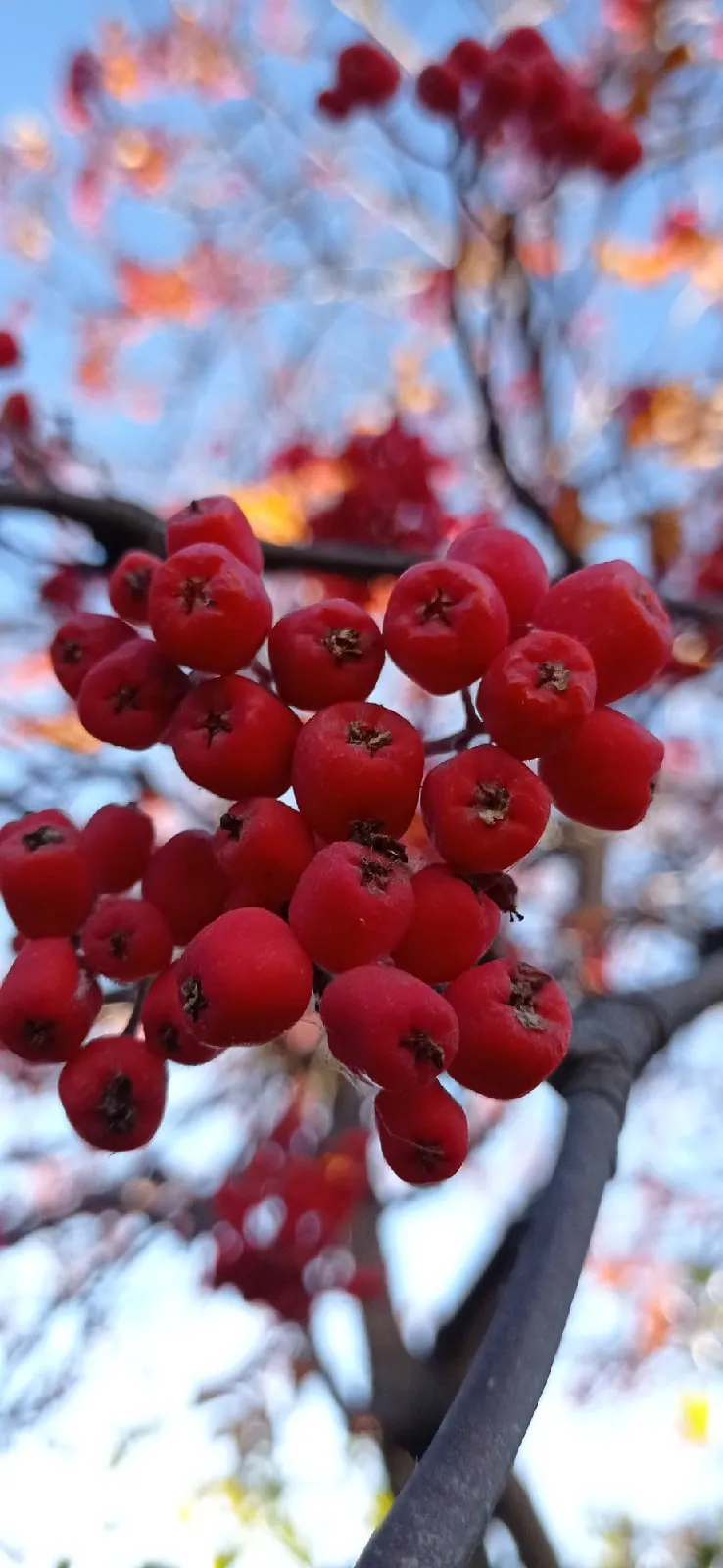 Рябиновая красота