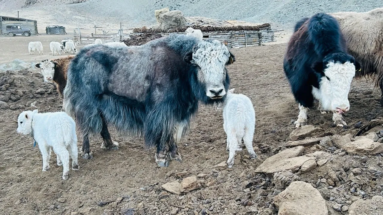 Национальное достояние Монгун-Тайгинского района Республики Тыва