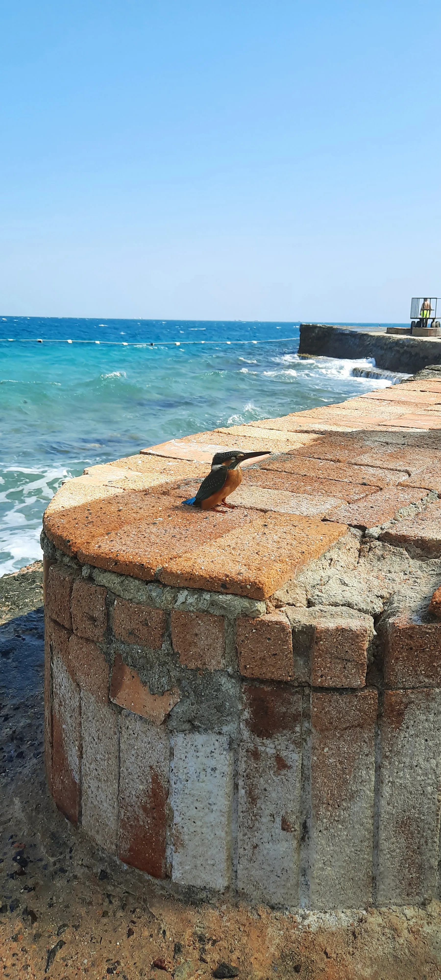 Медитирующий зимородок