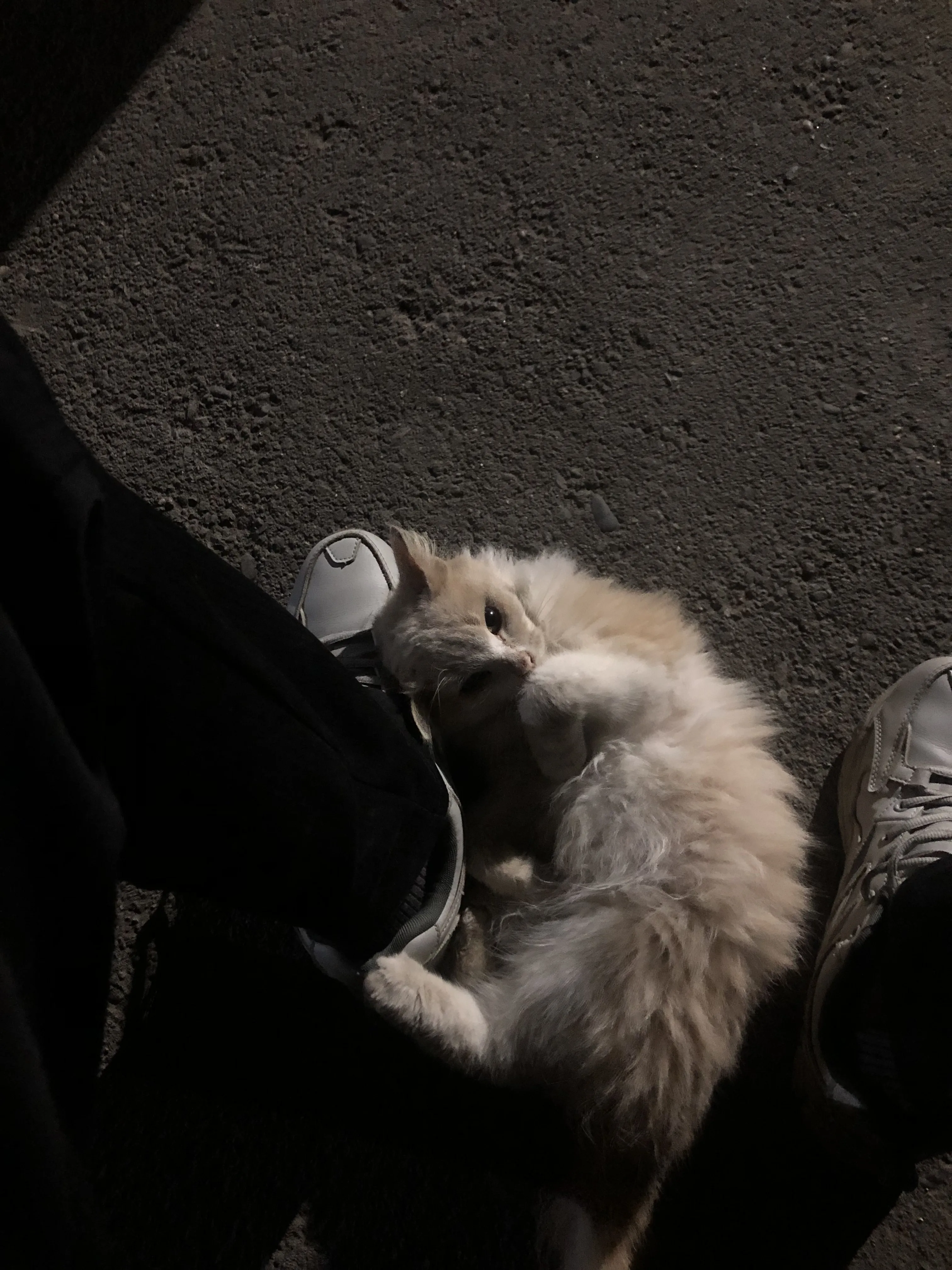 Кот, просто кот!