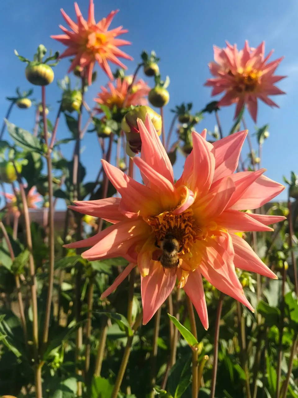 «Творческий замысел»