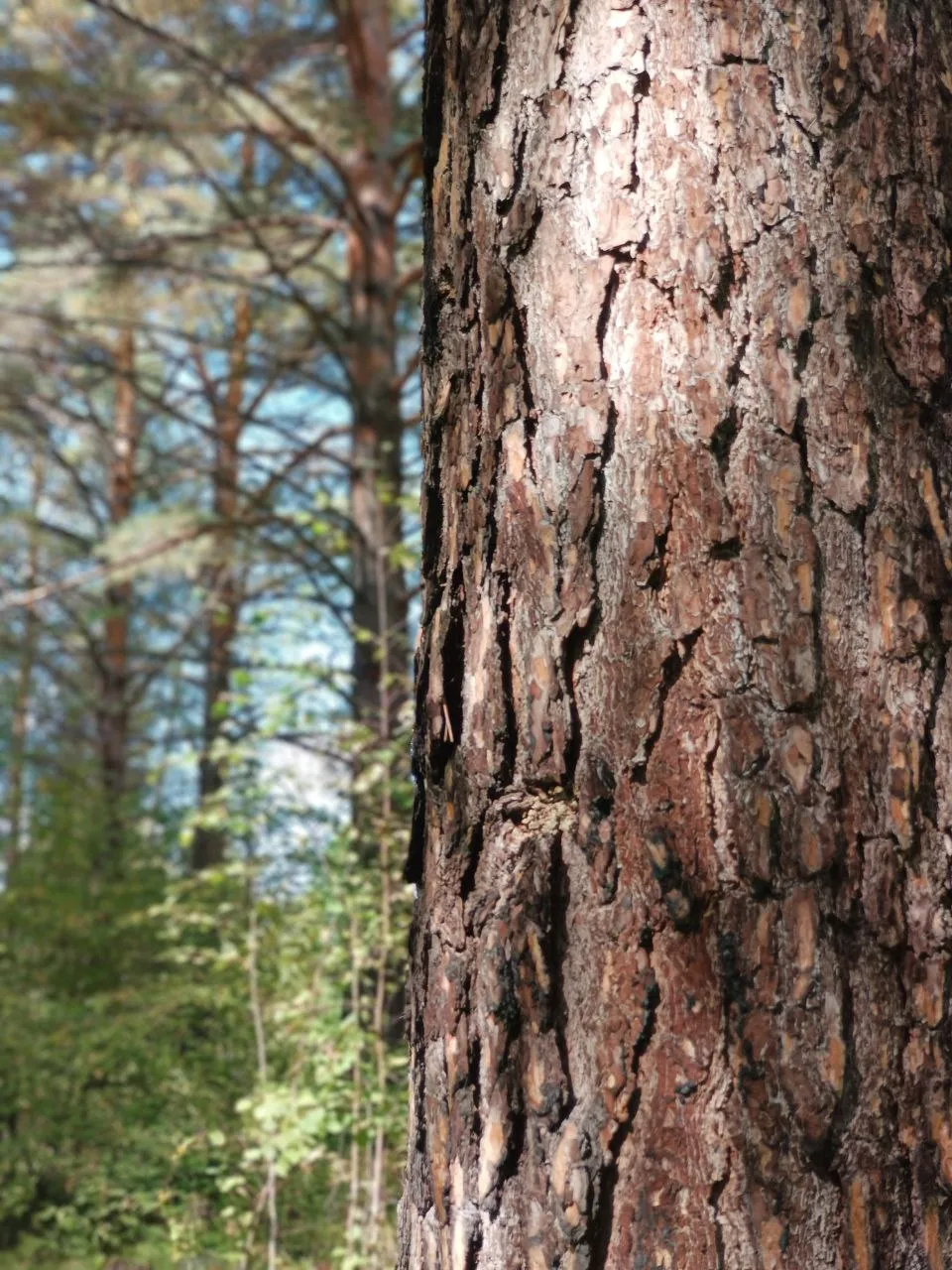 Текстура жизни