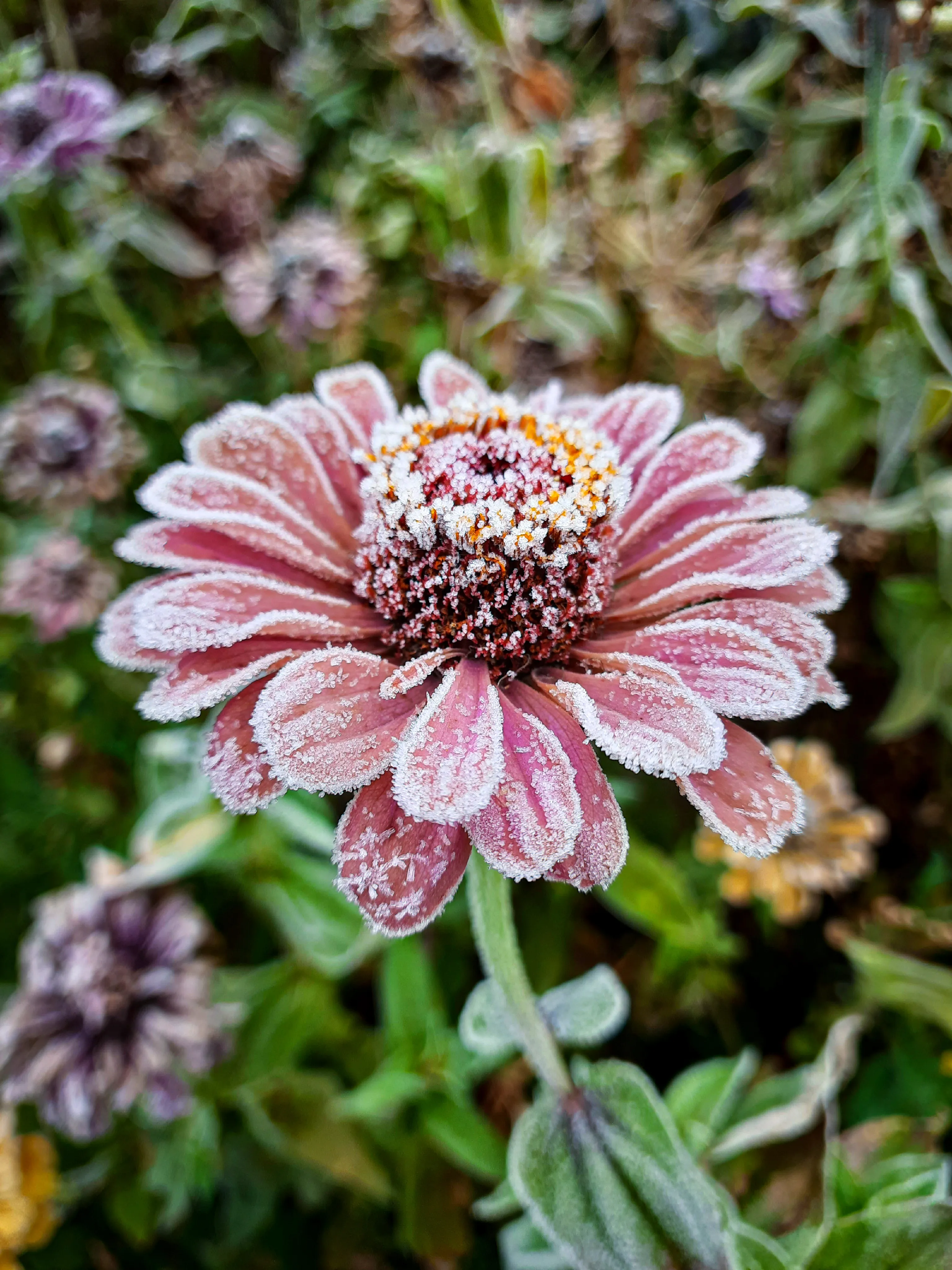 Хрустальная нежность