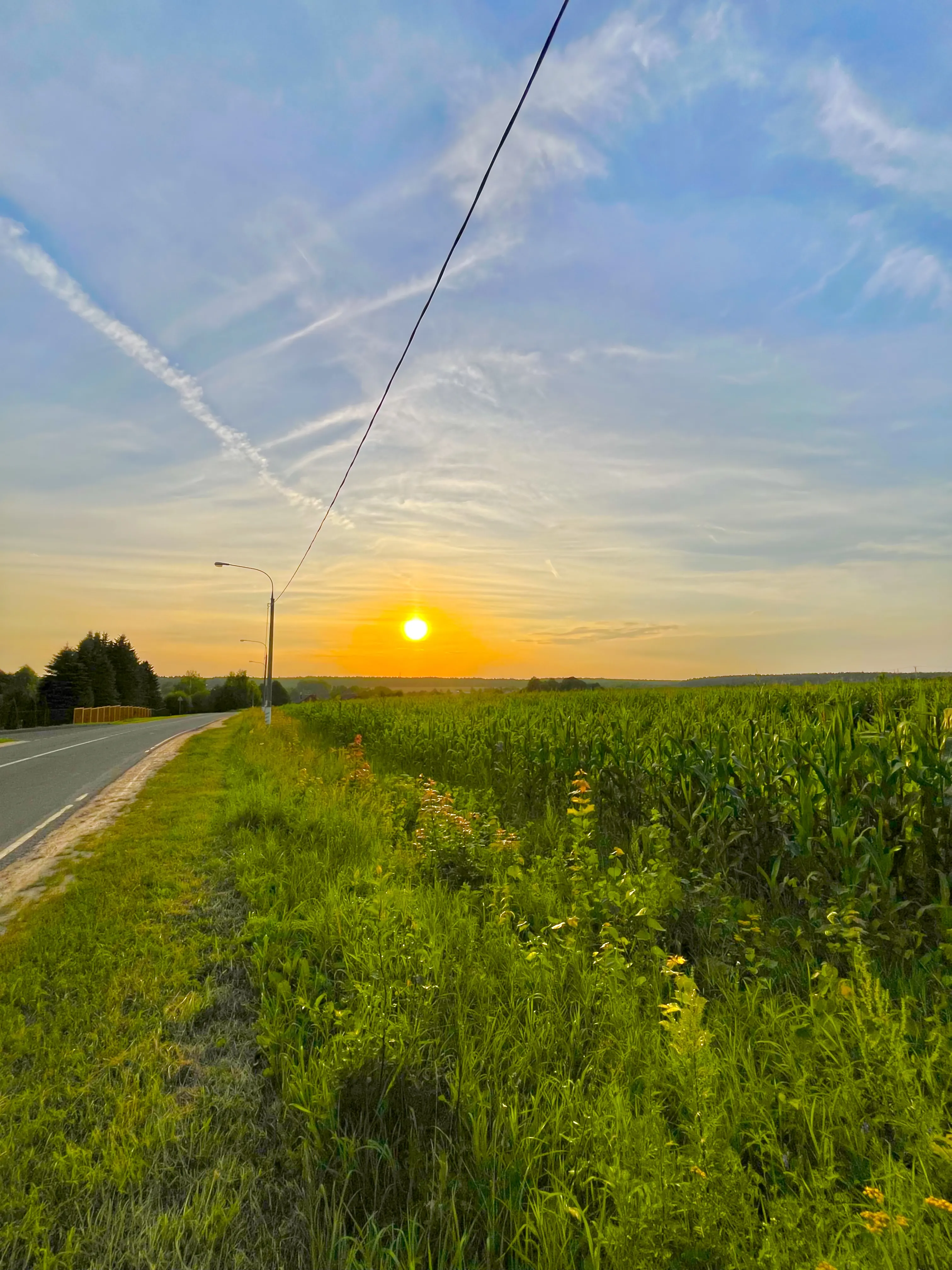 Sunset in a cornfield