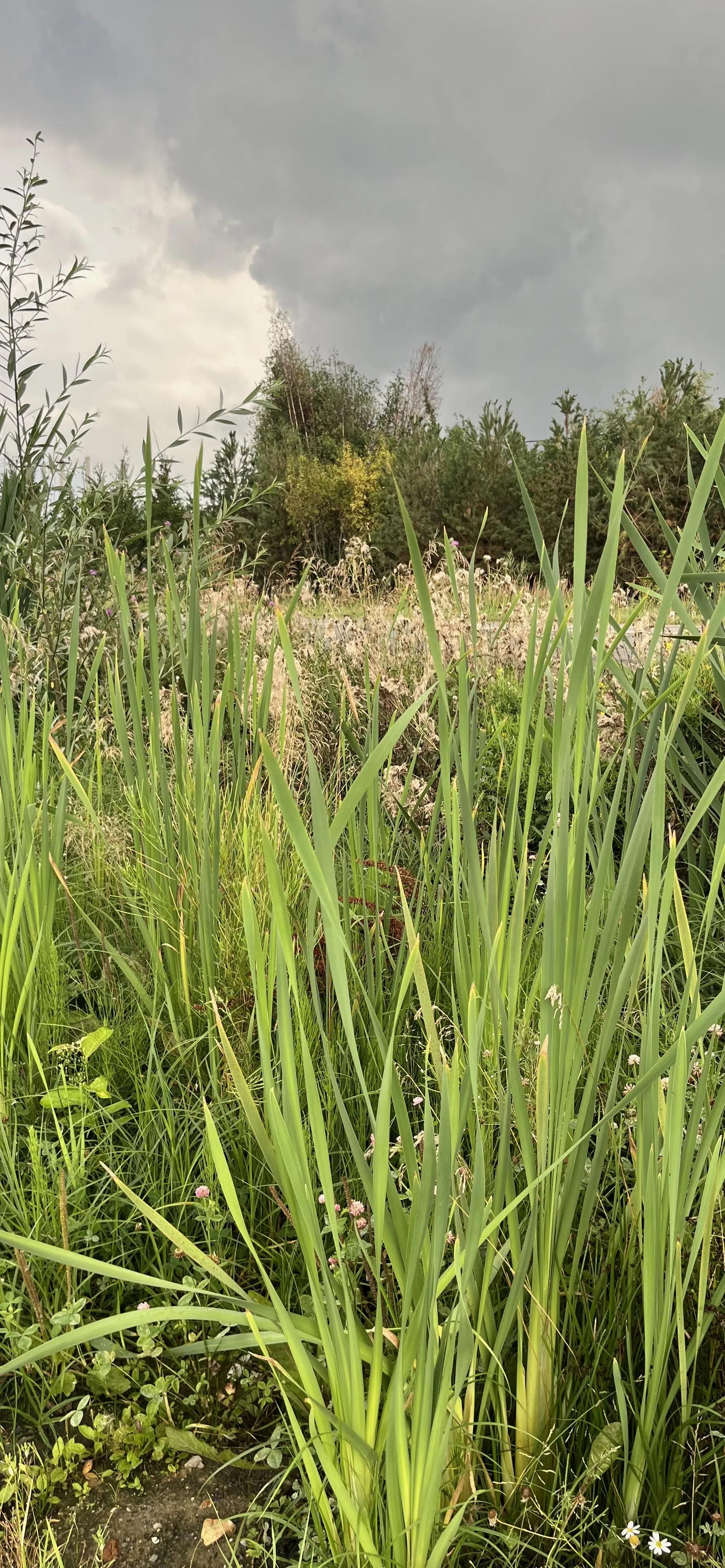 Waiting for the rain