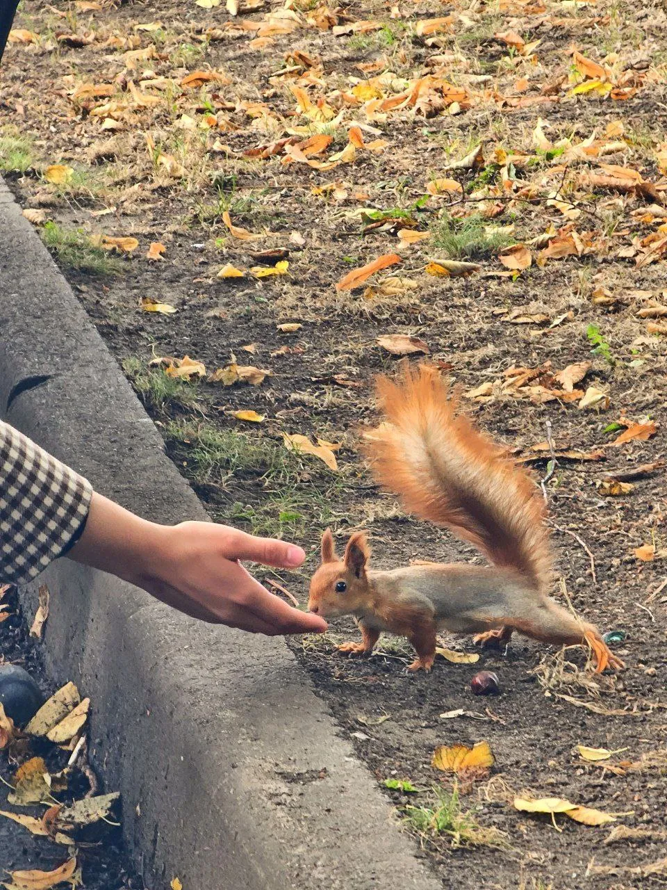 Беличий переполох 🙈