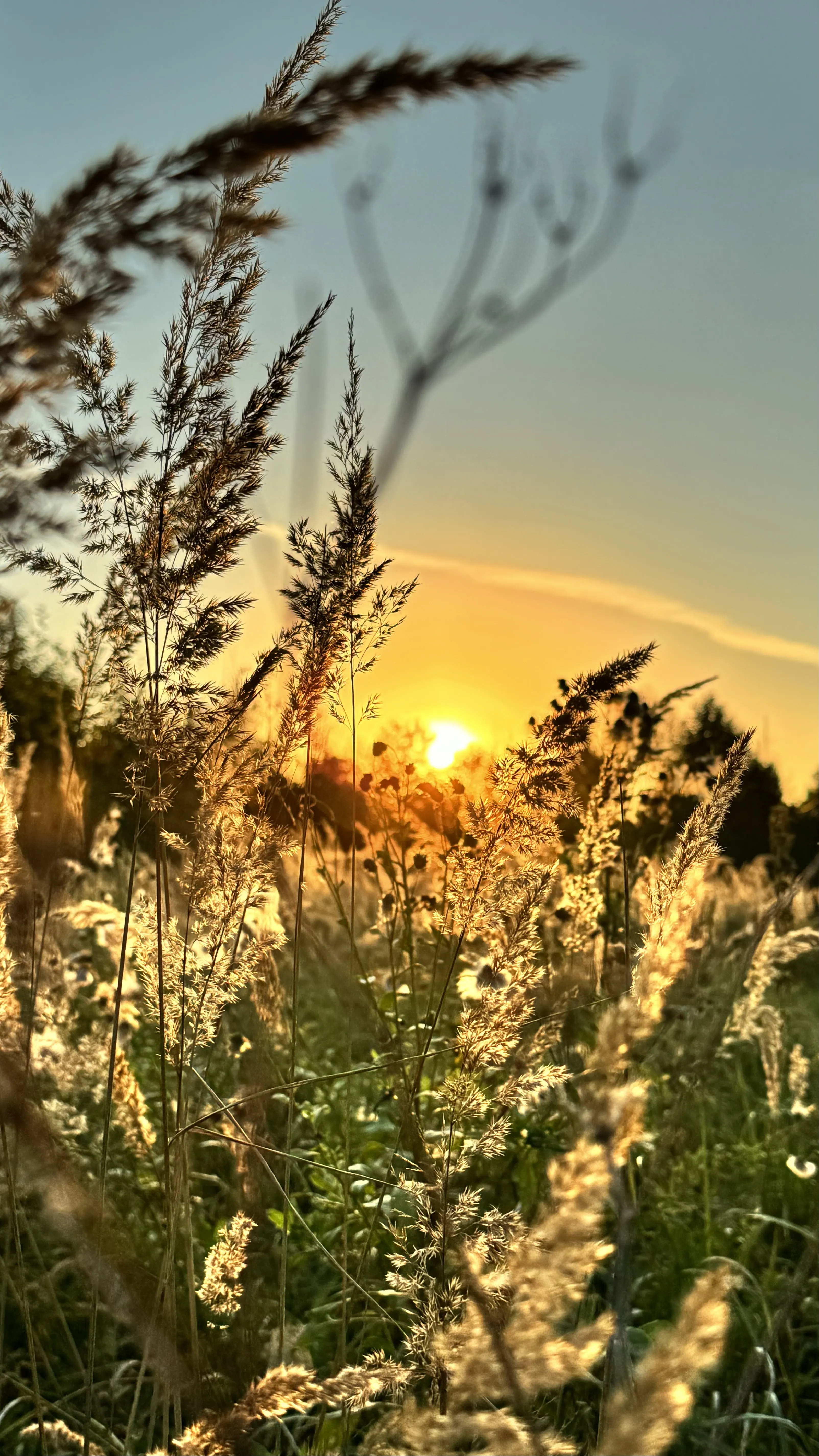Упало солнце в луговые травы