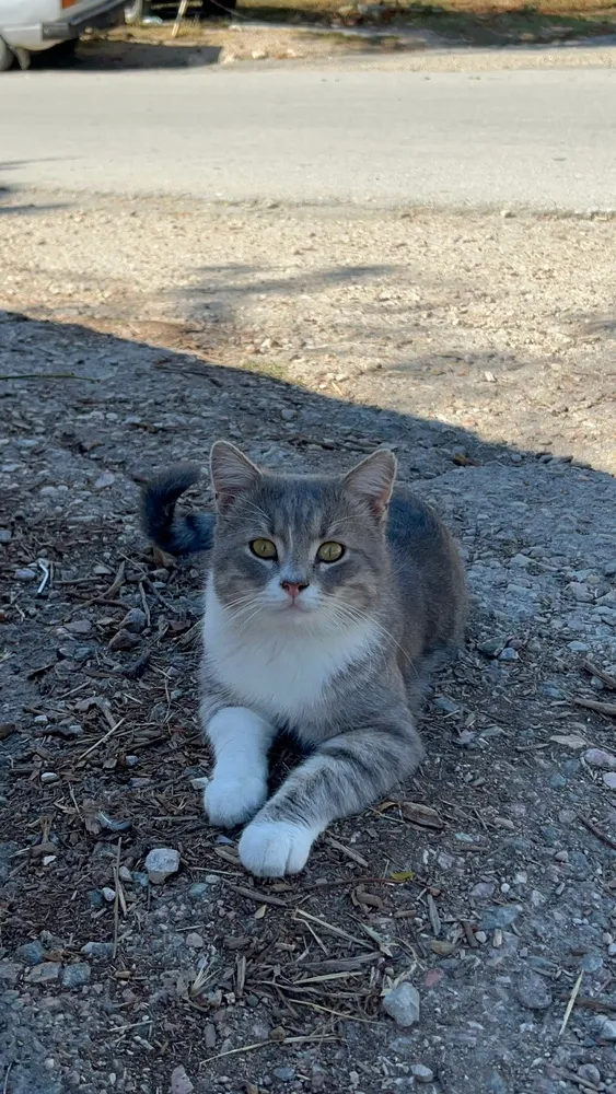 Мишкины  глаза