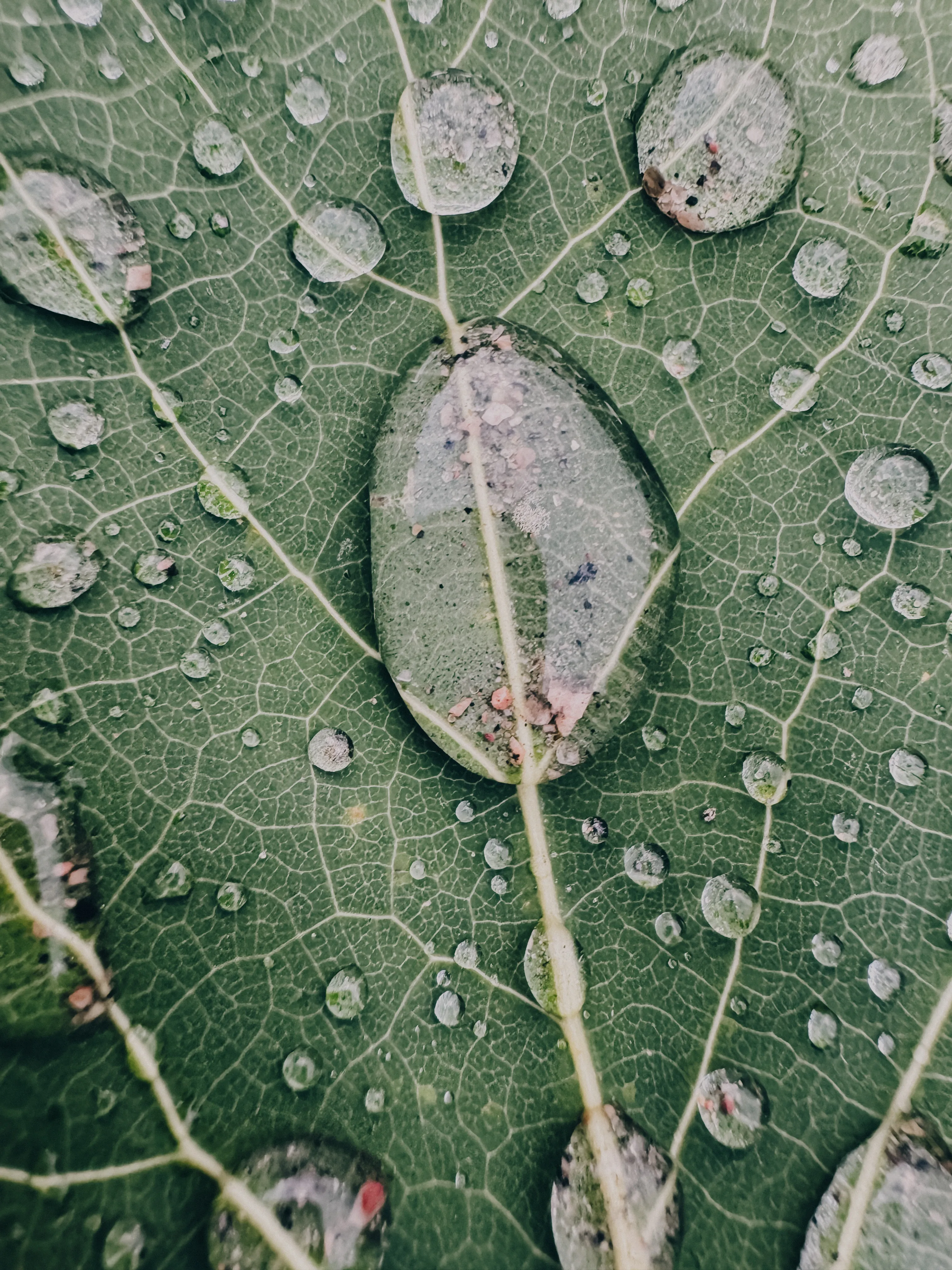 Капля жизни