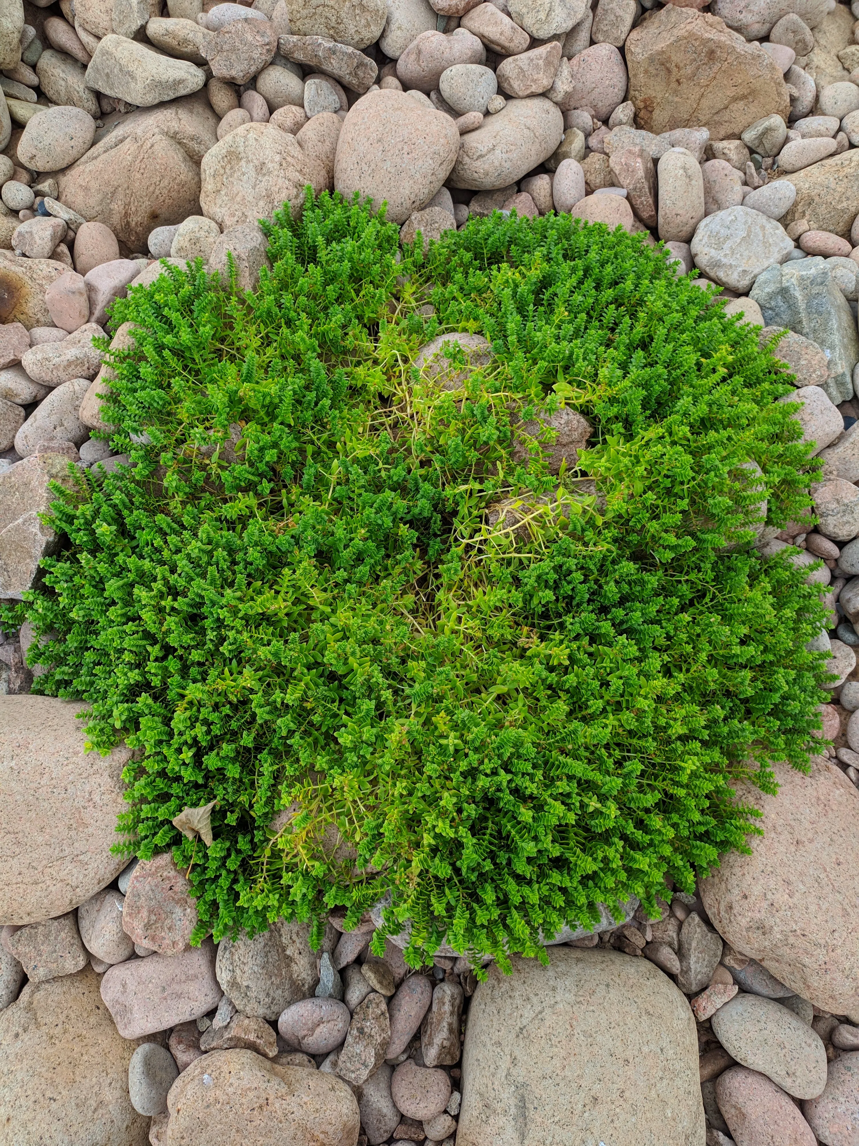 Отсров Грин Глоб