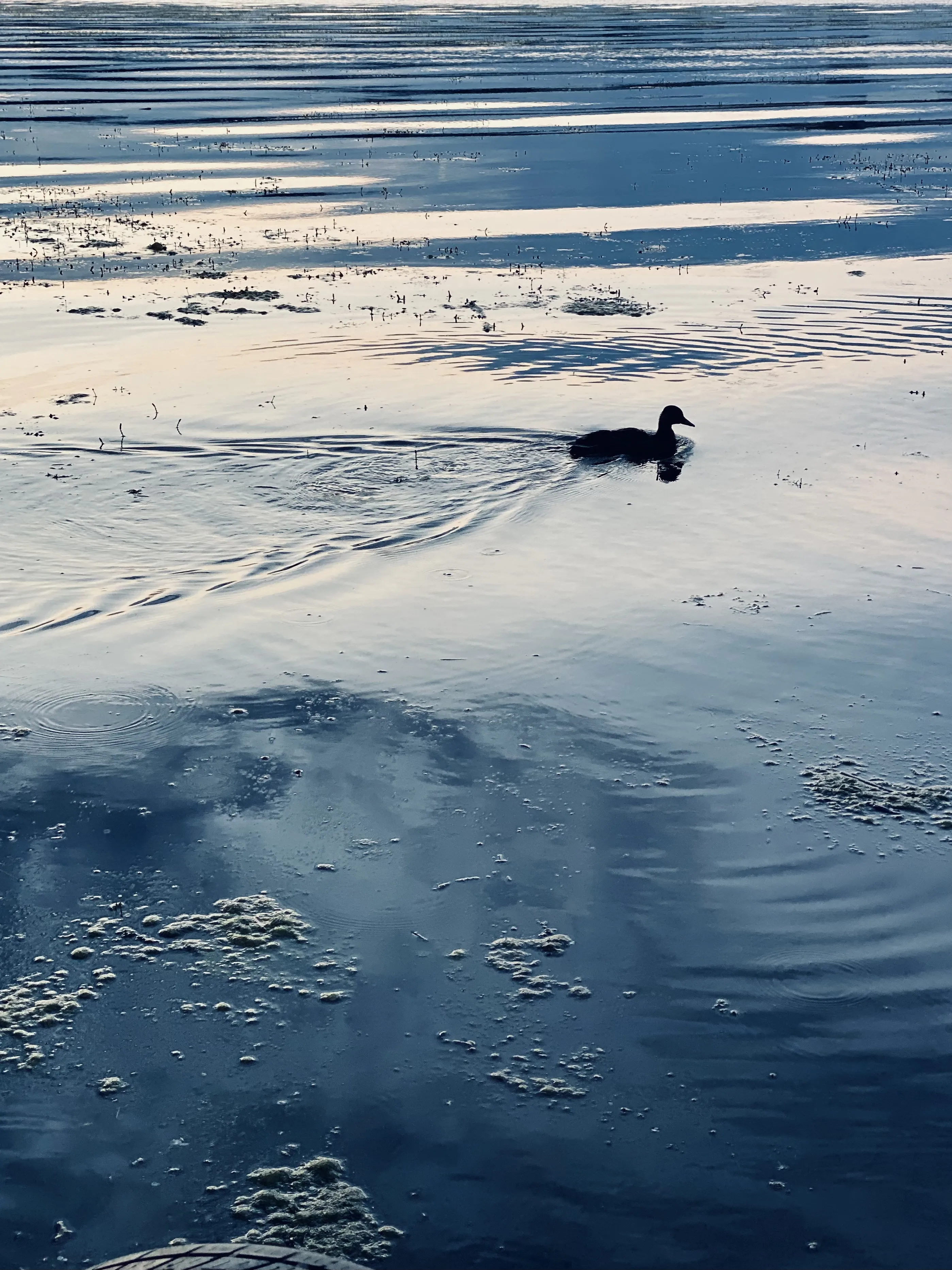 Дорога домой