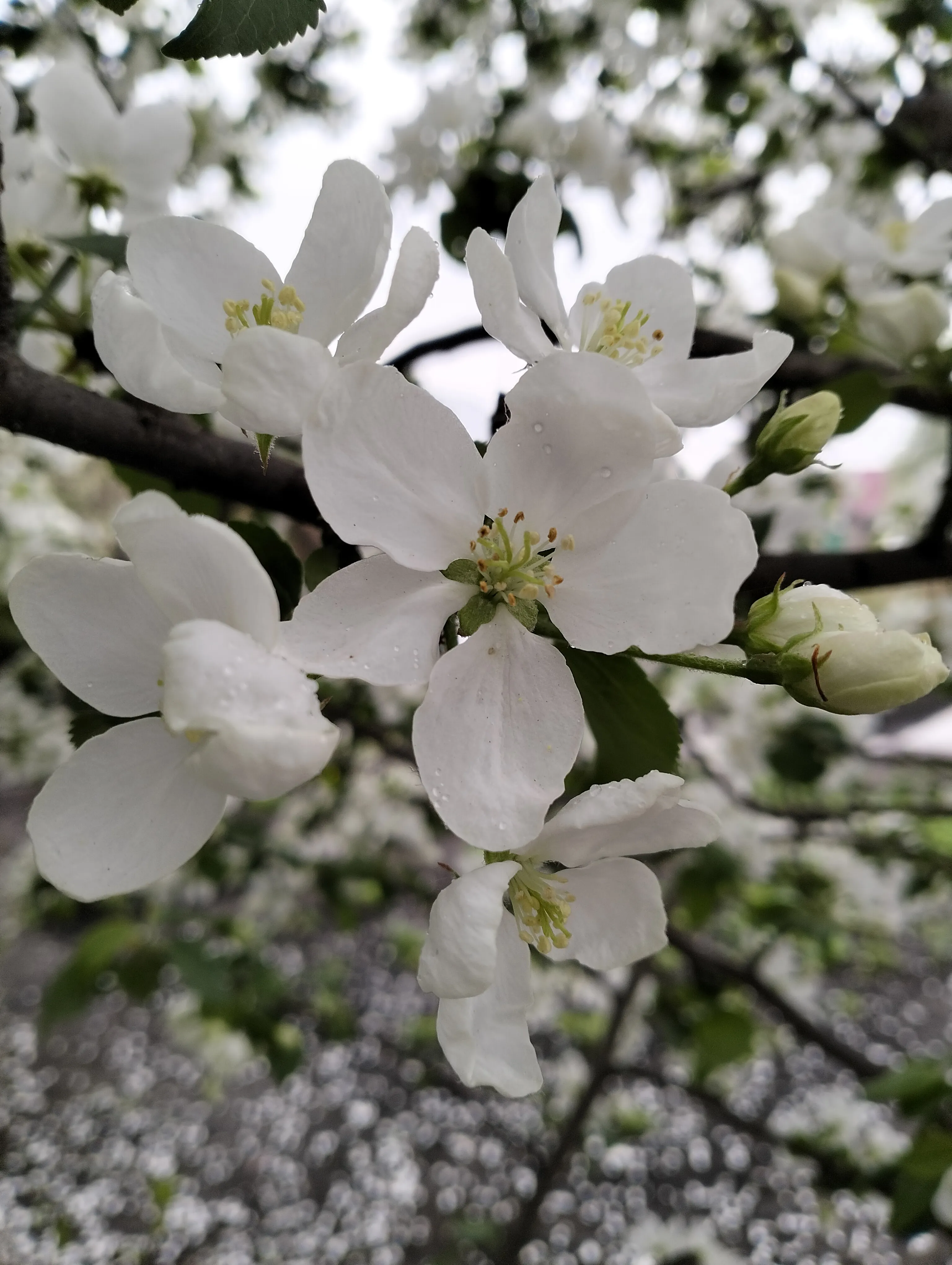 Цветение яблони с эффектом боке