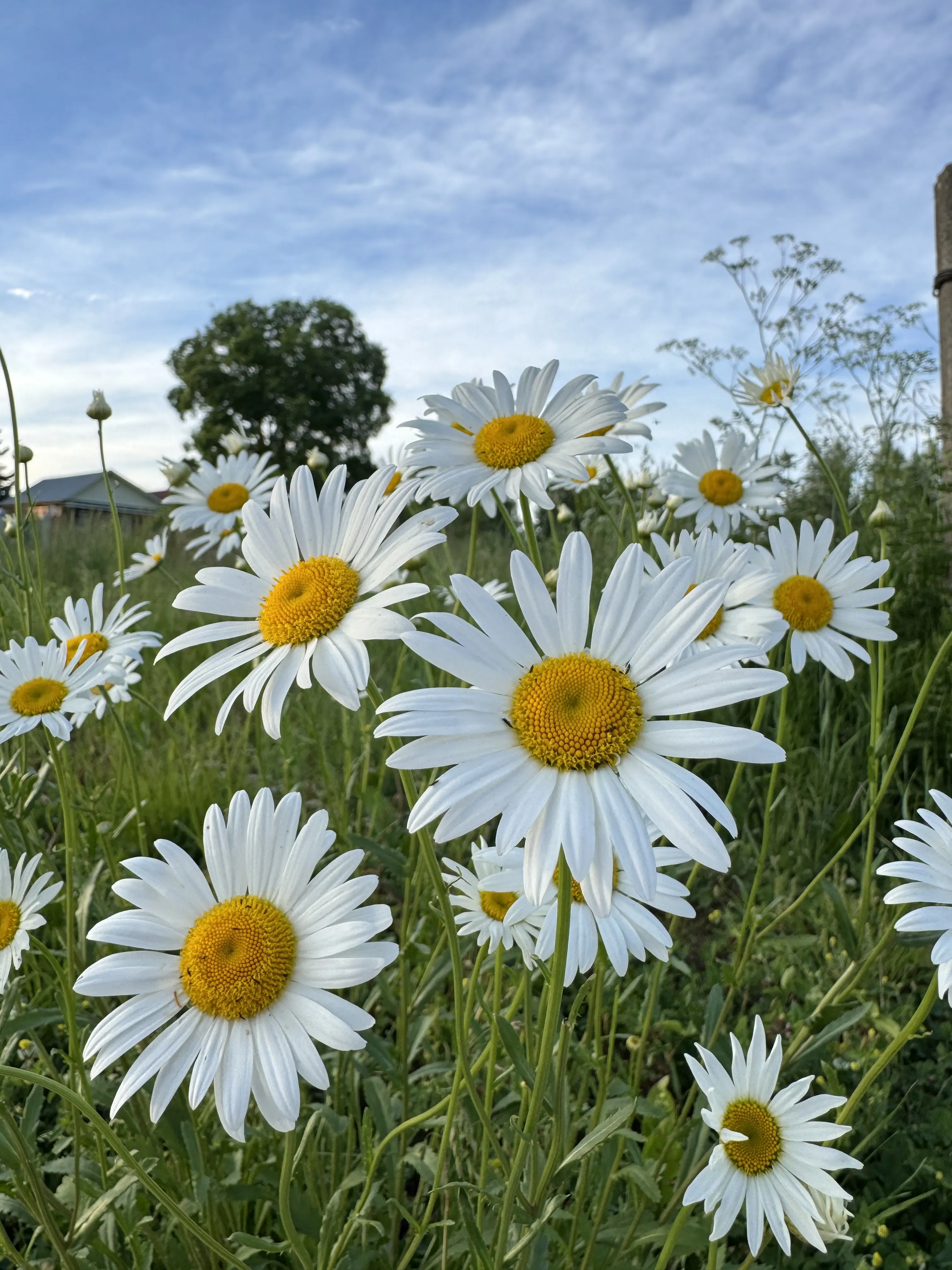 Ромашка — любимый цветок