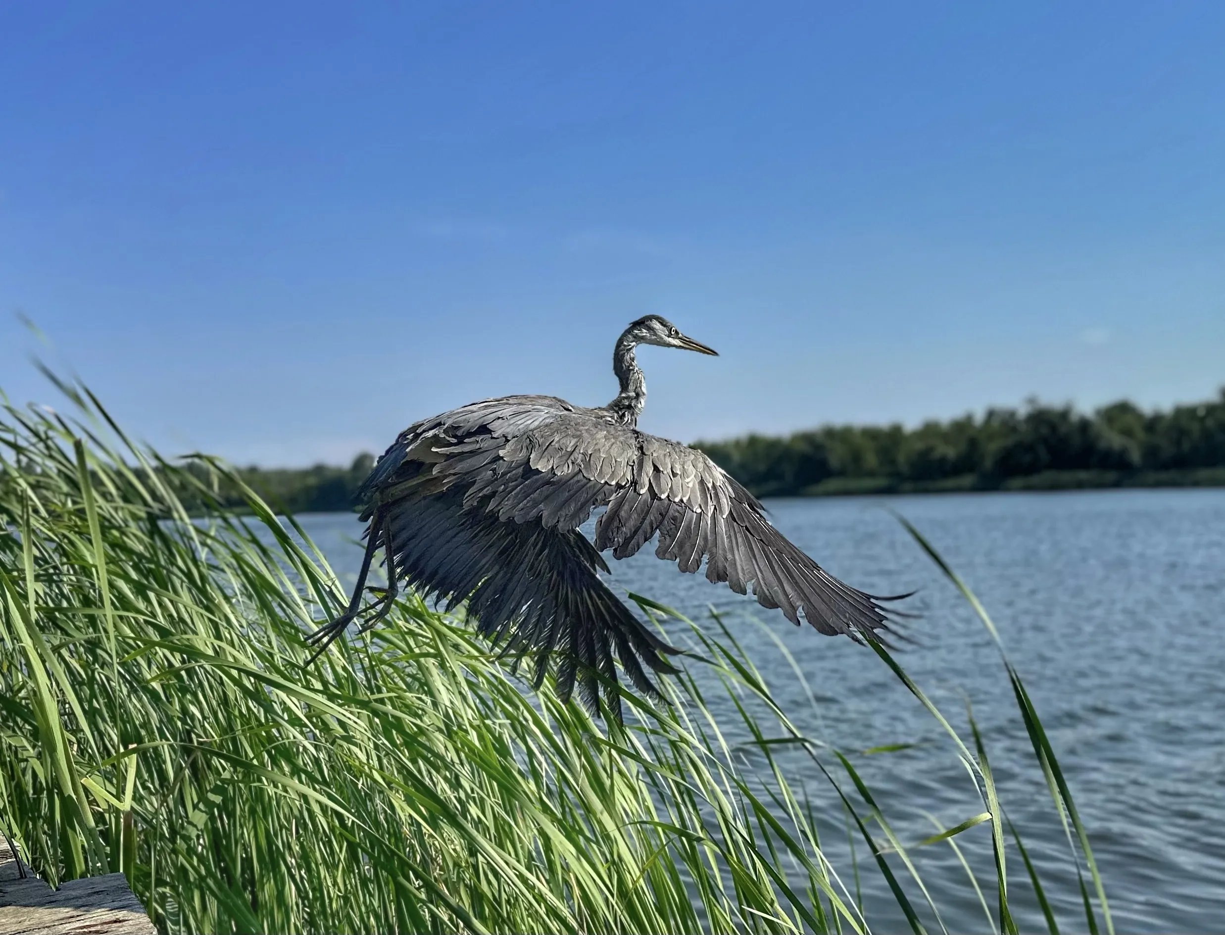 Взмах свободы