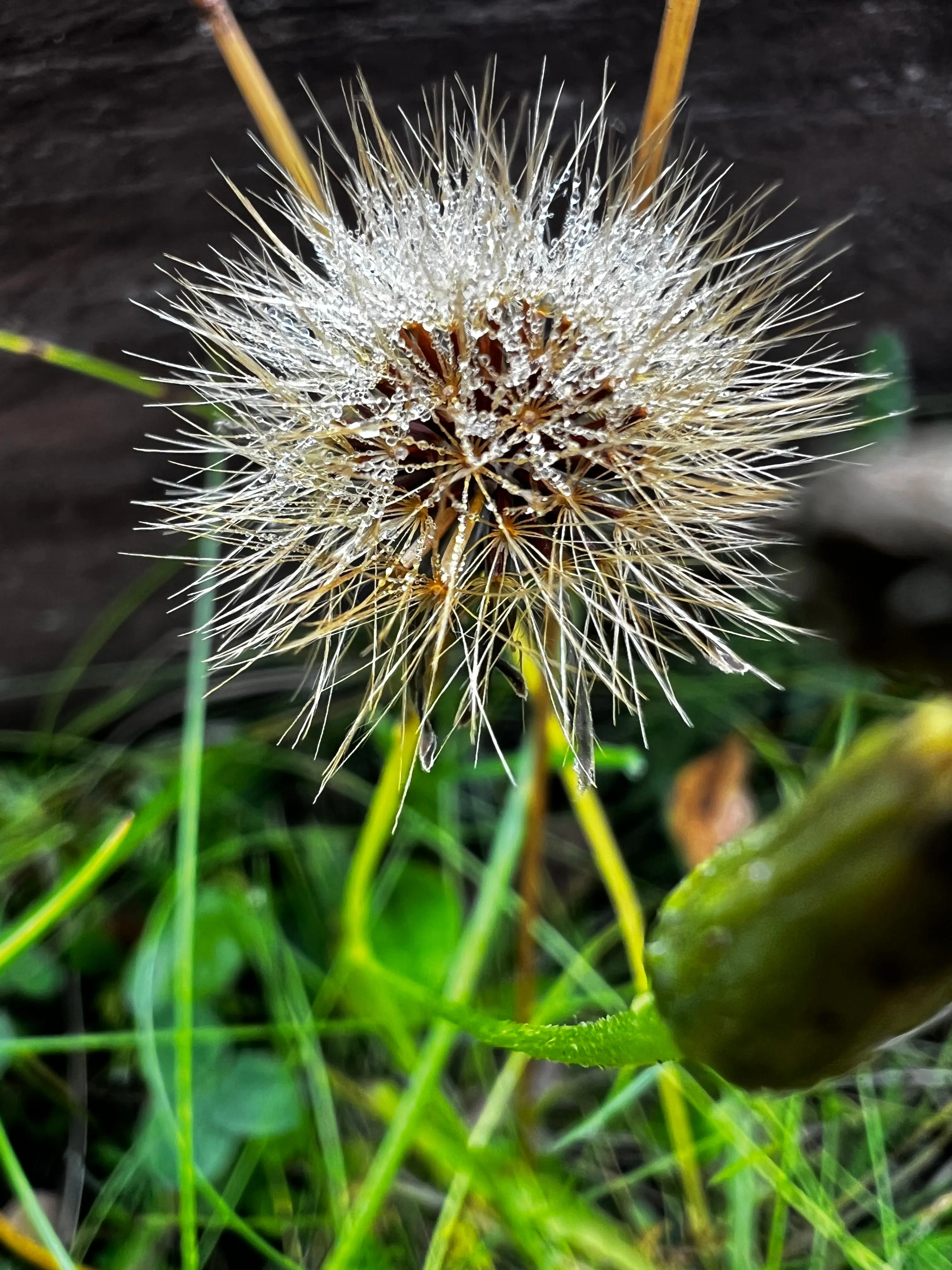 ПОСЛЕ ДОЖДЯ