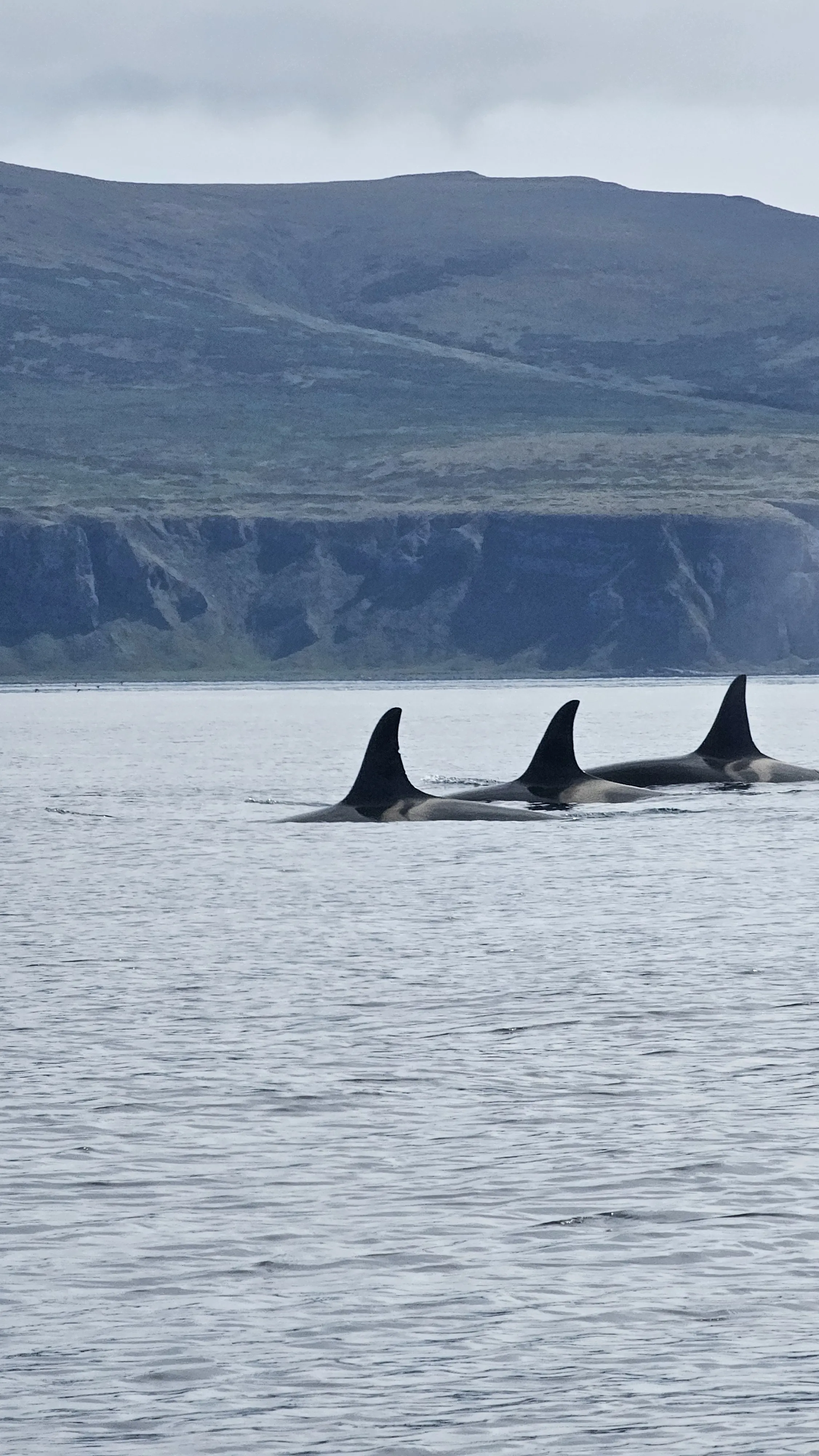 Косатки в проливе Экарма