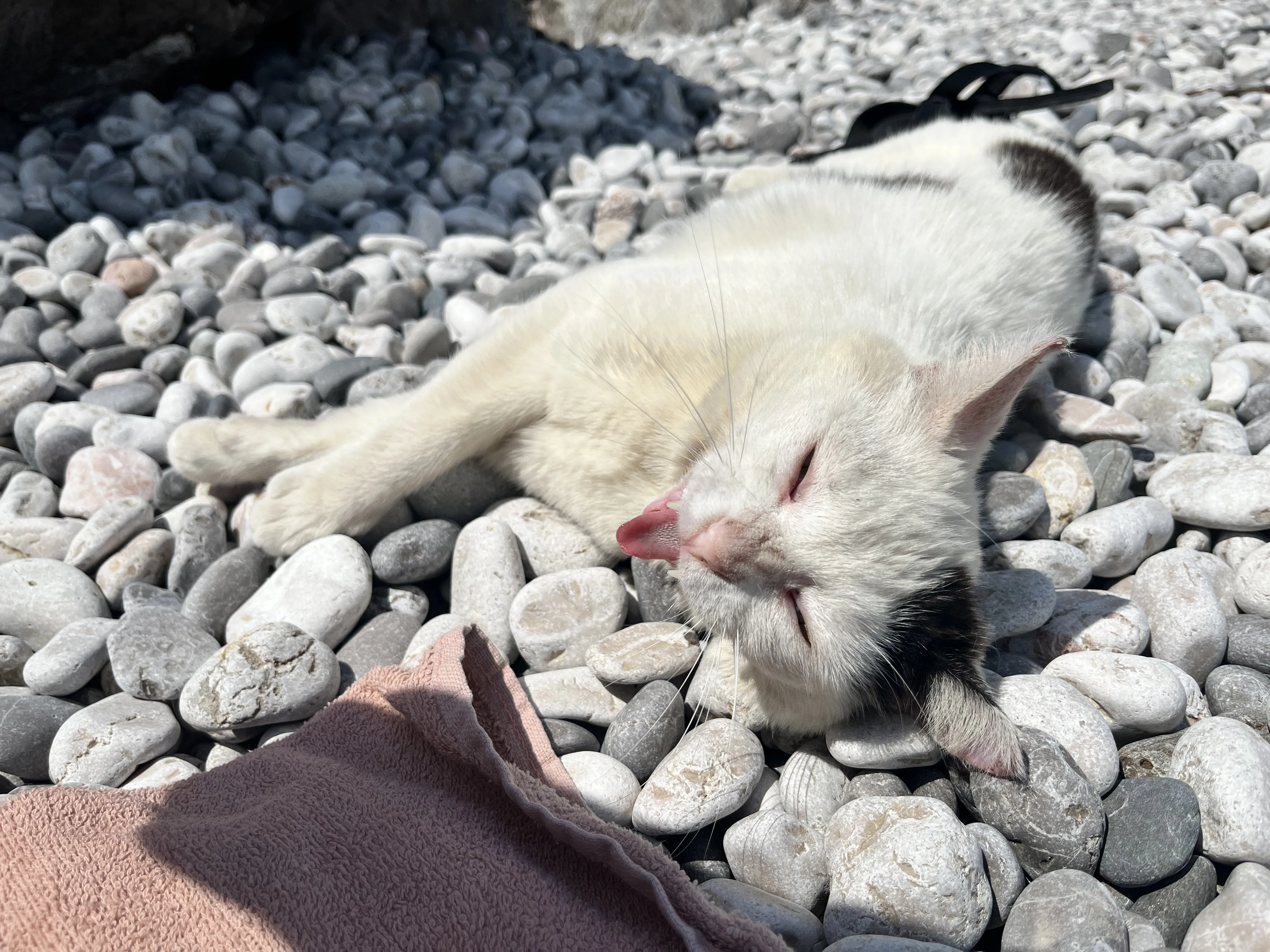 Морской котик