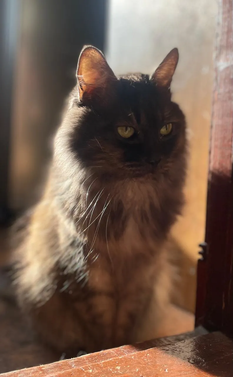 Пушистое счастье