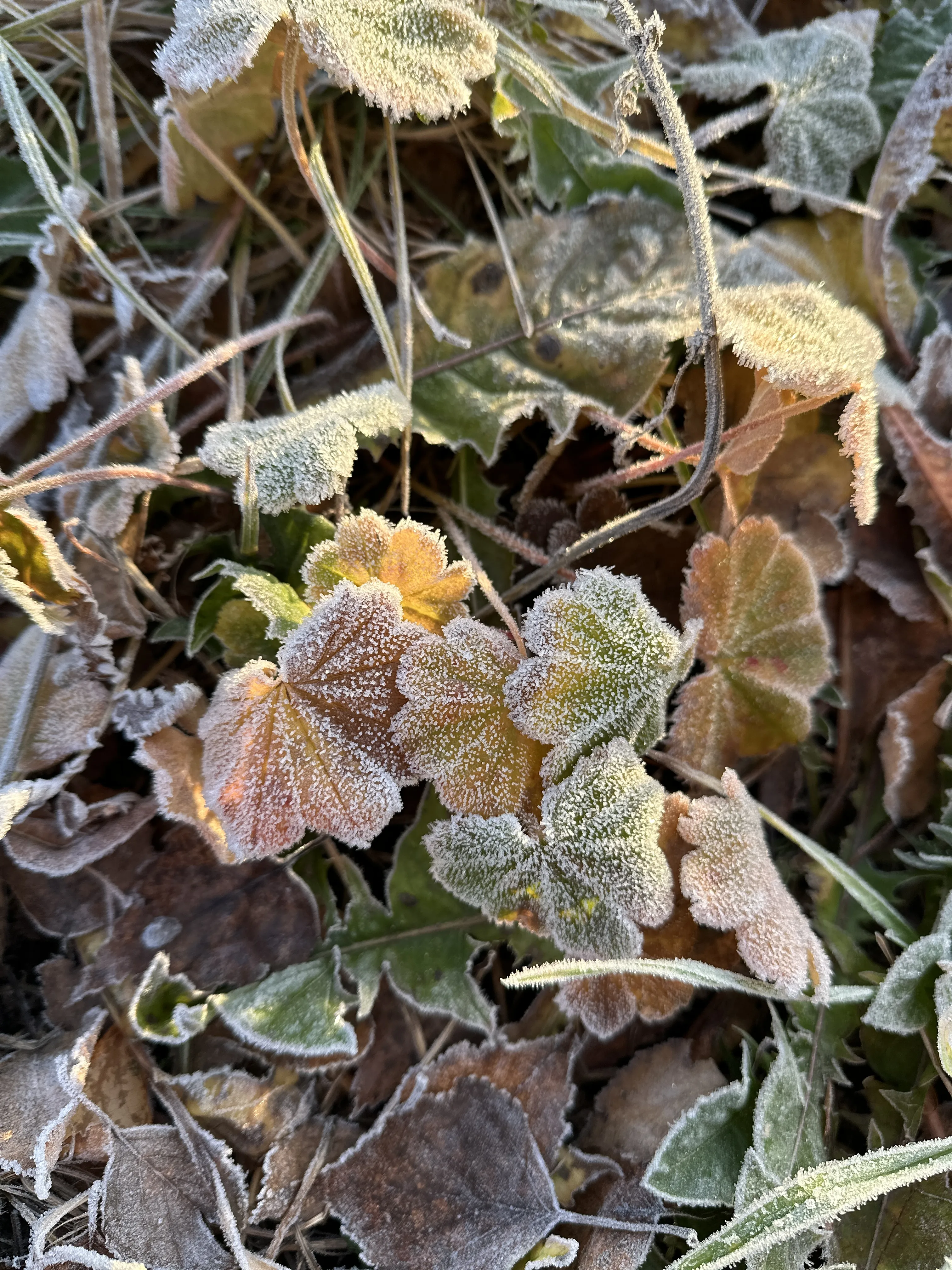 Первые заморозки