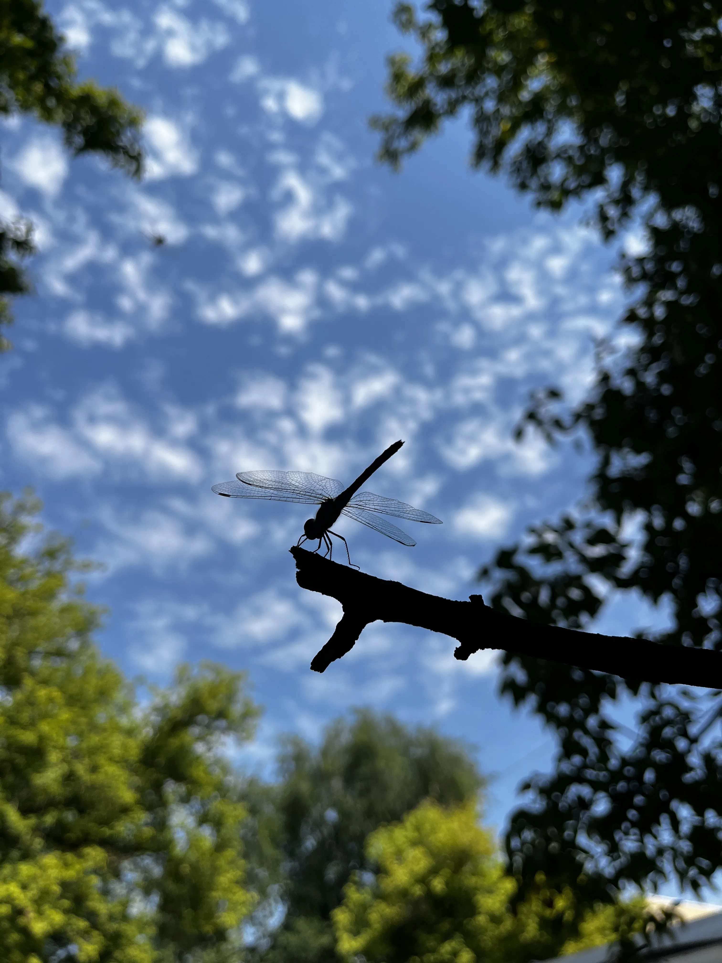 Лето - это маленькая жизнь!