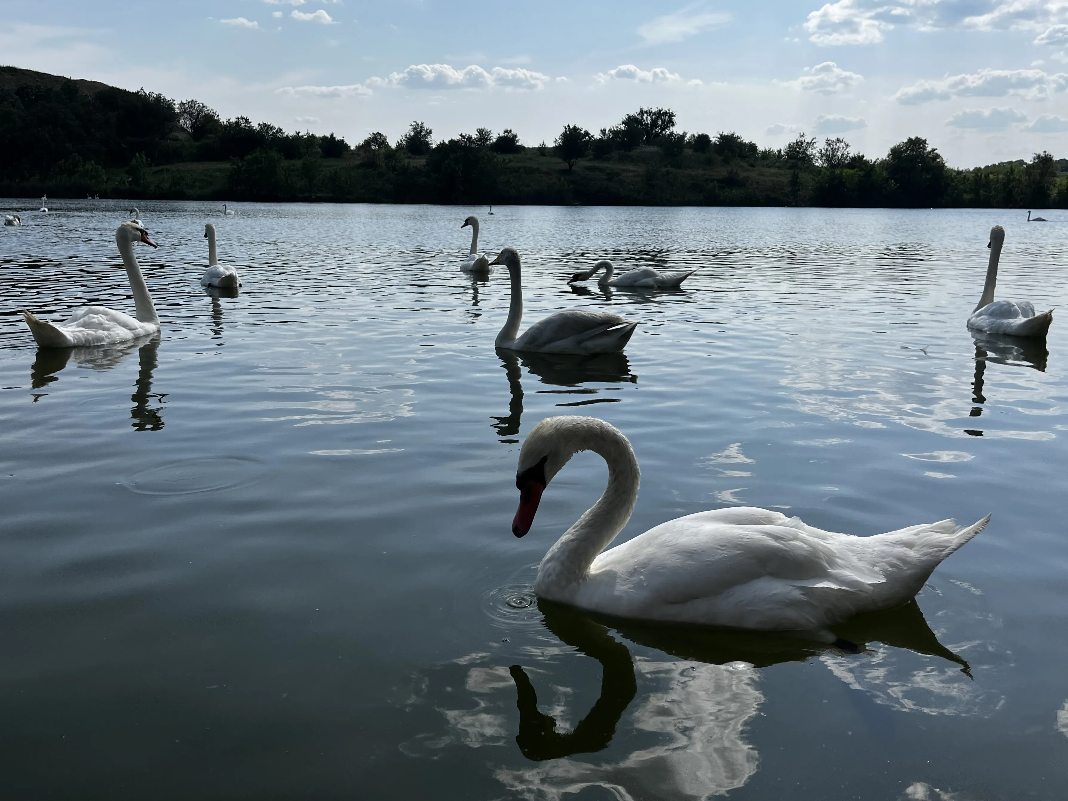 Лебединое озеро