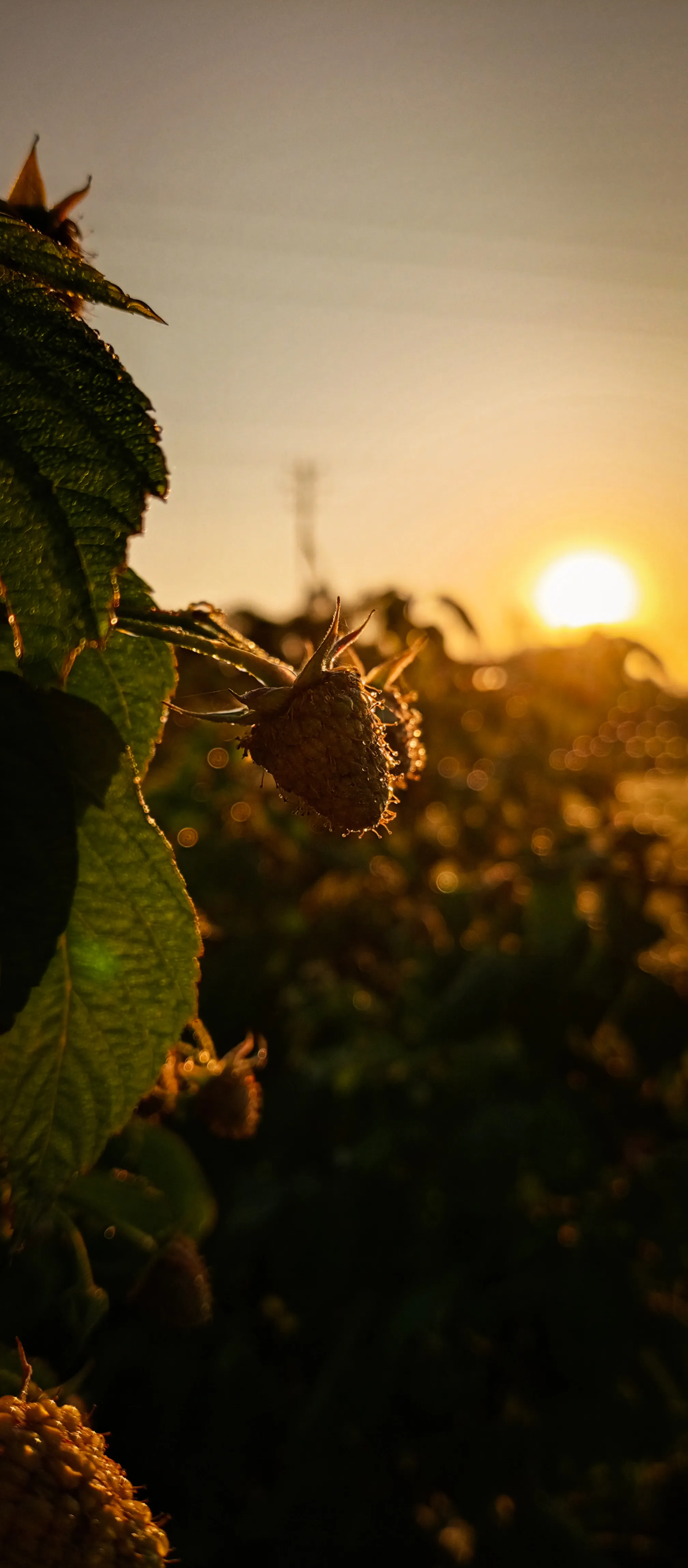 На рассвете