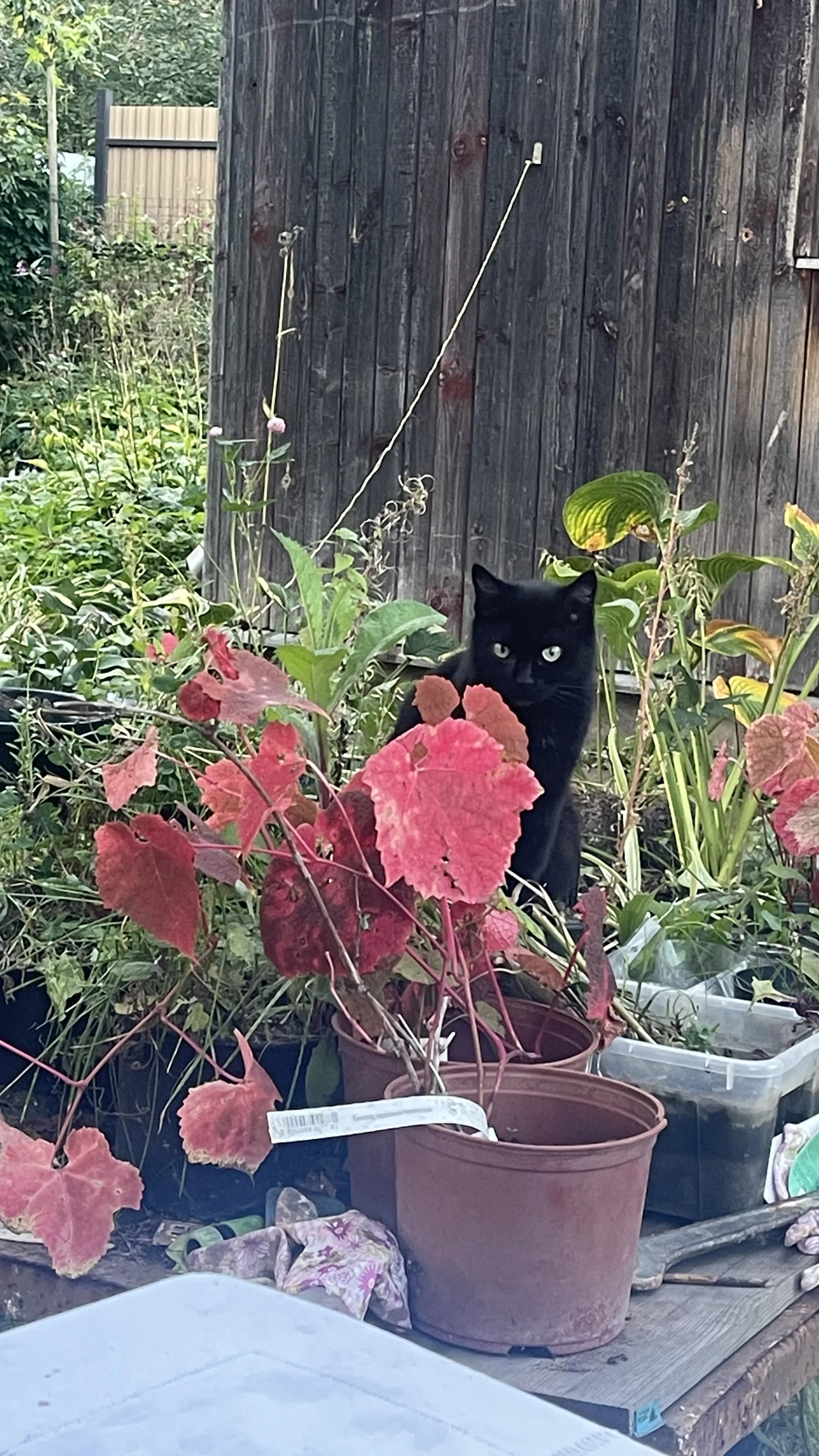 Чёрная кошка, пурпурный лист.