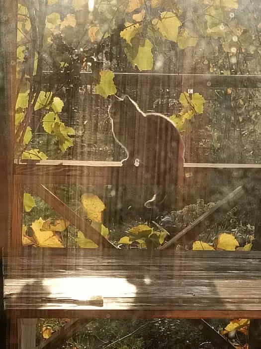 Через нитчатую штору в ноябре