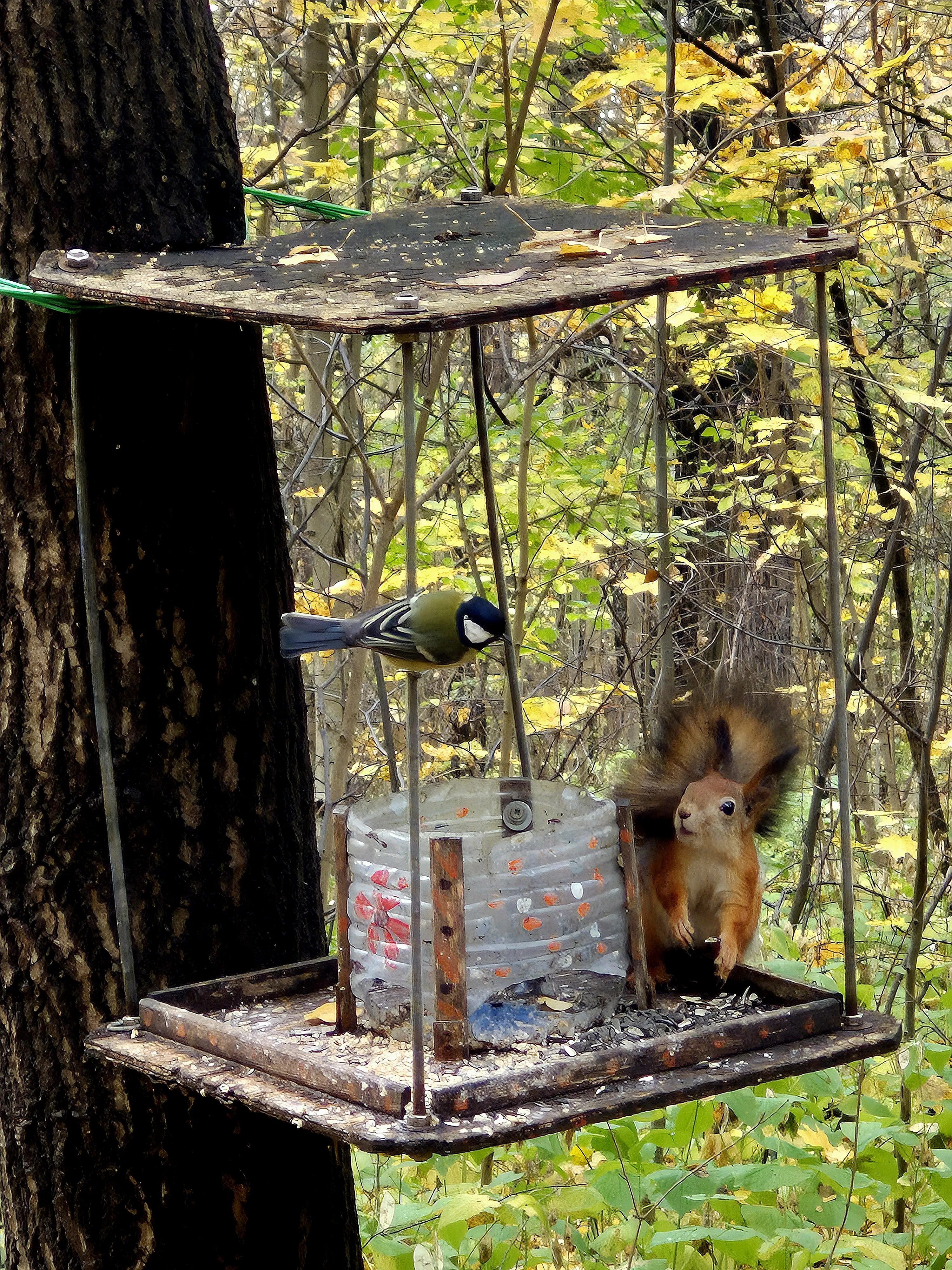 Парковая жизнь