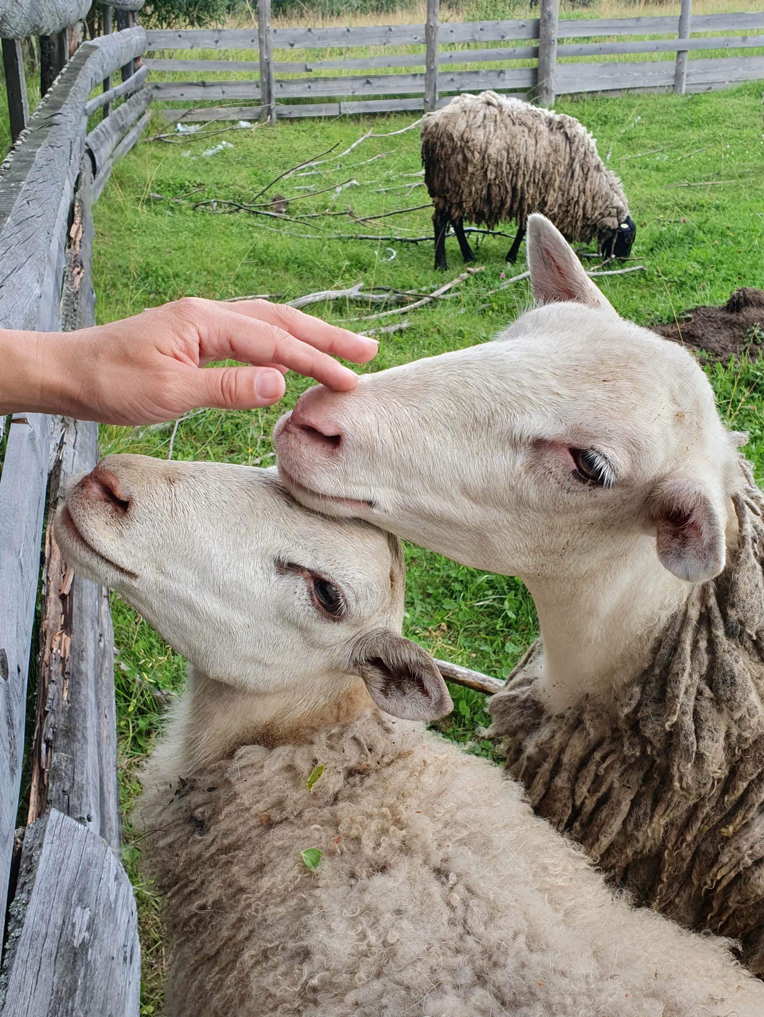 Домашнее хозяйство