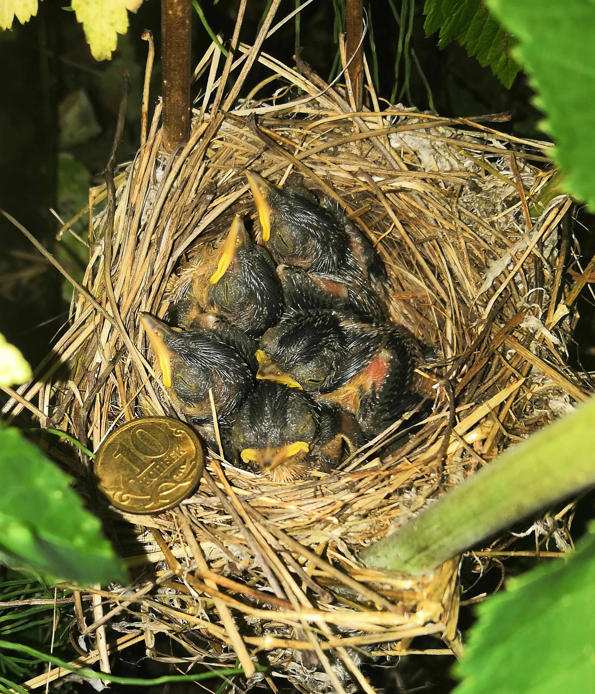 Начало жизни