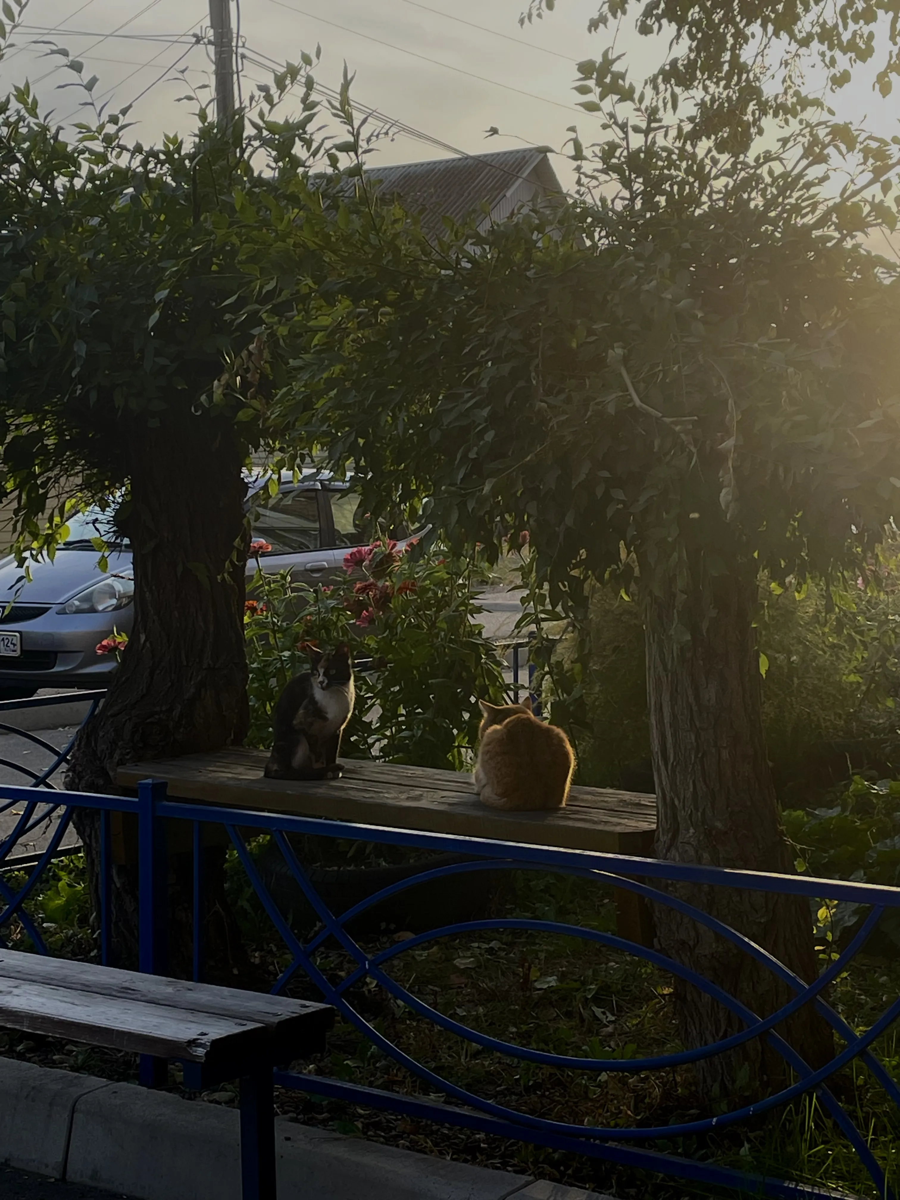 Ранним утром