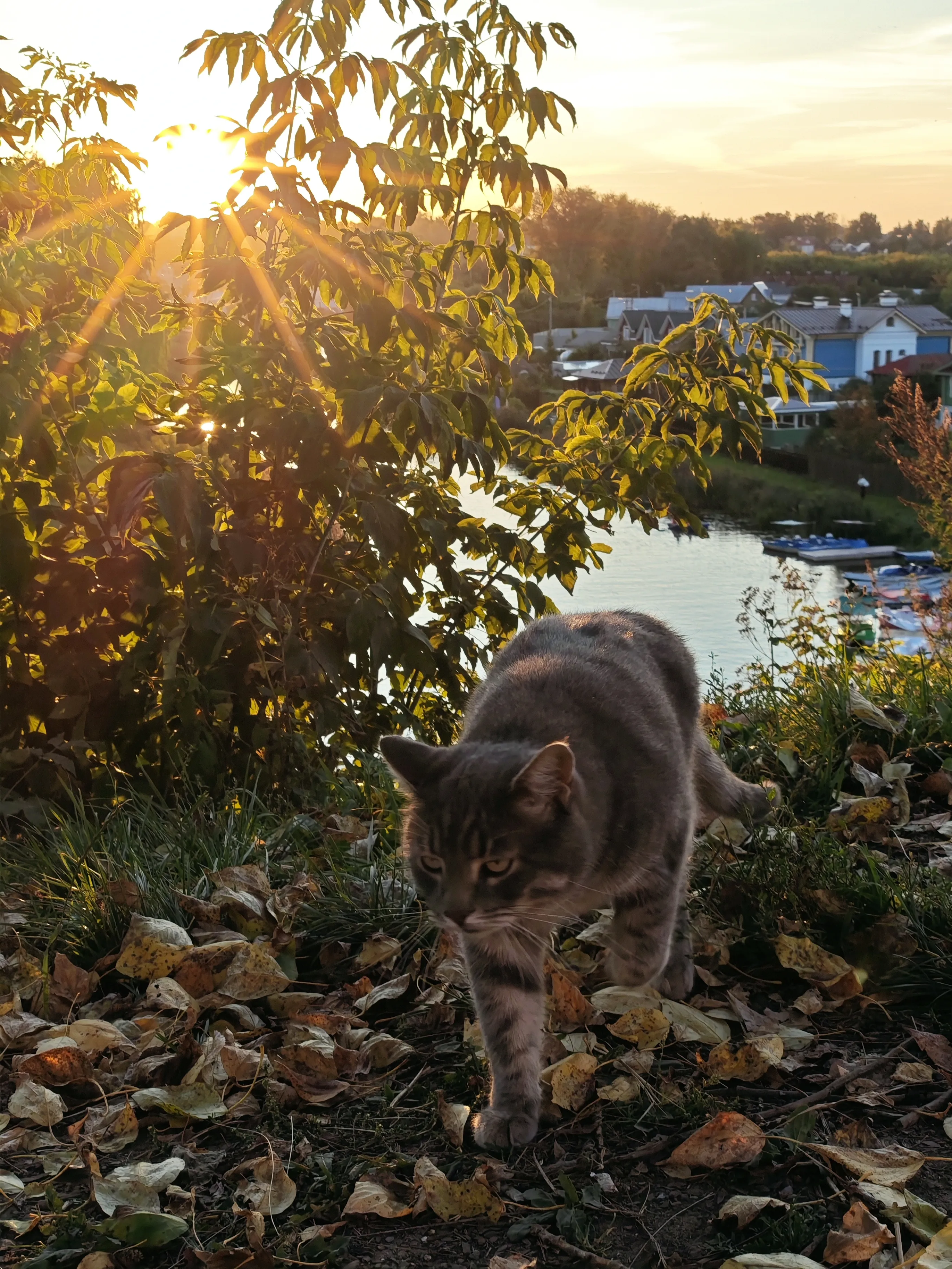 Суздальский кот