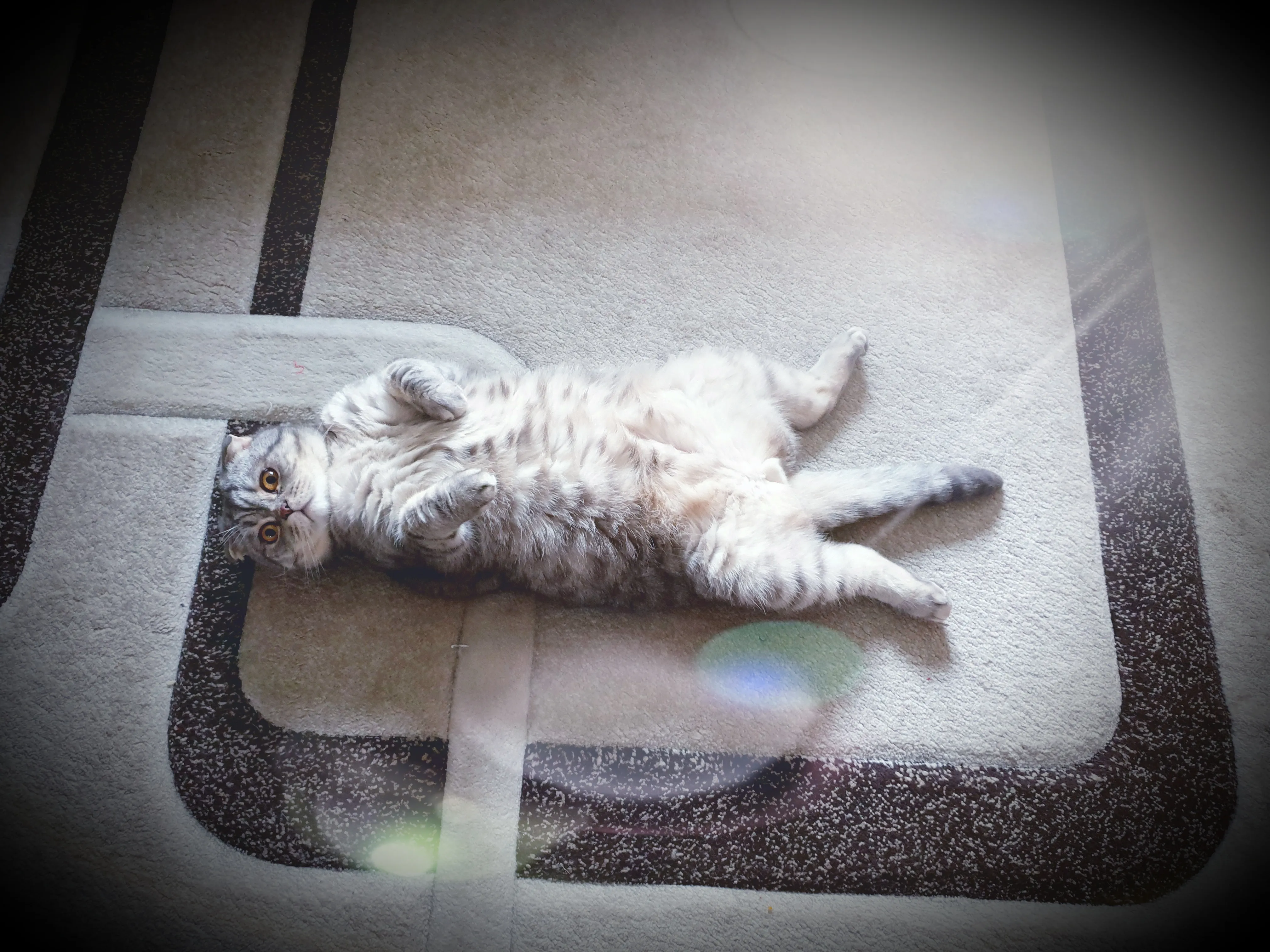 Кот Семён Семеныч тоже пойман в моменте )