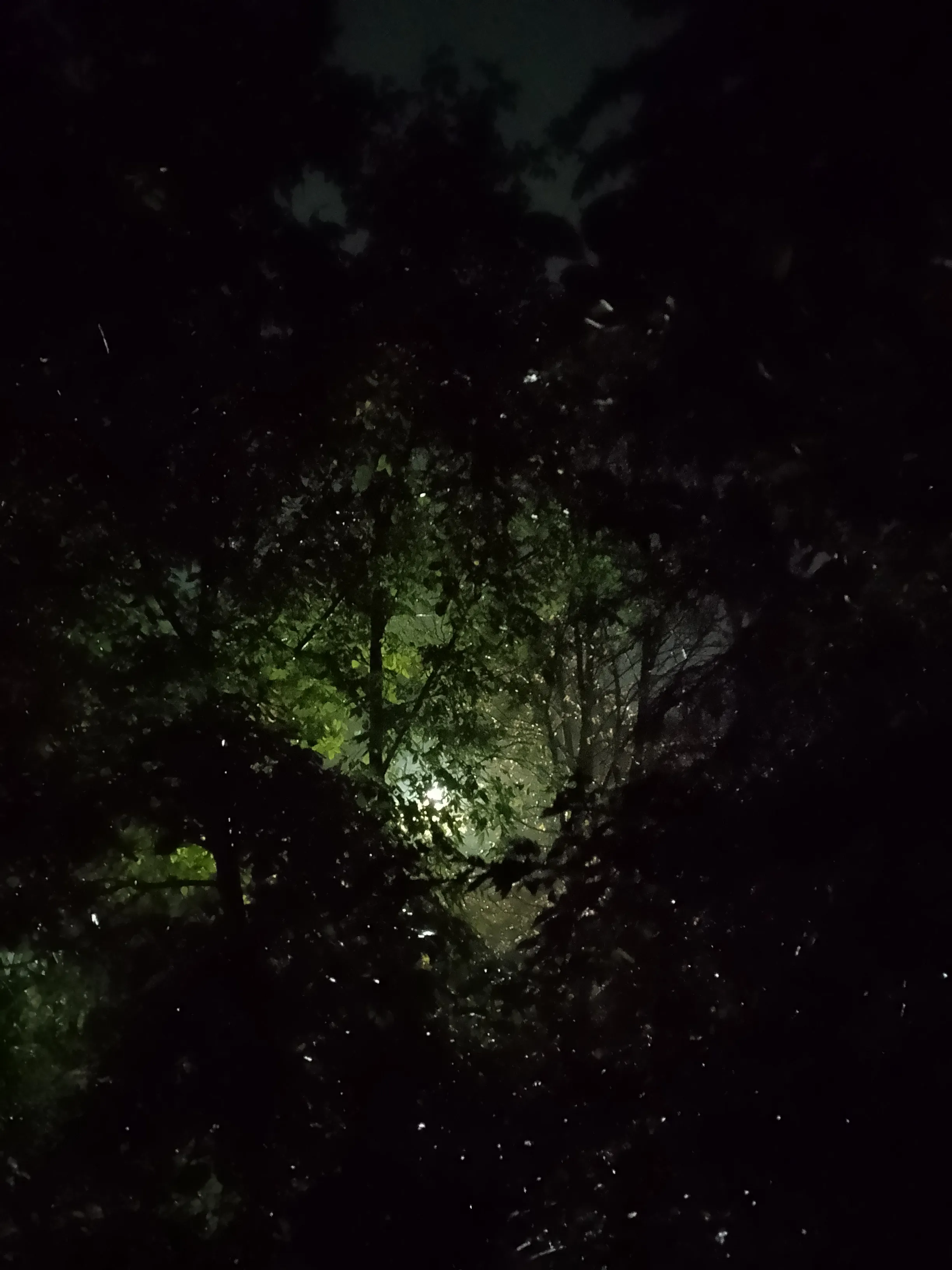 Лесная сказка