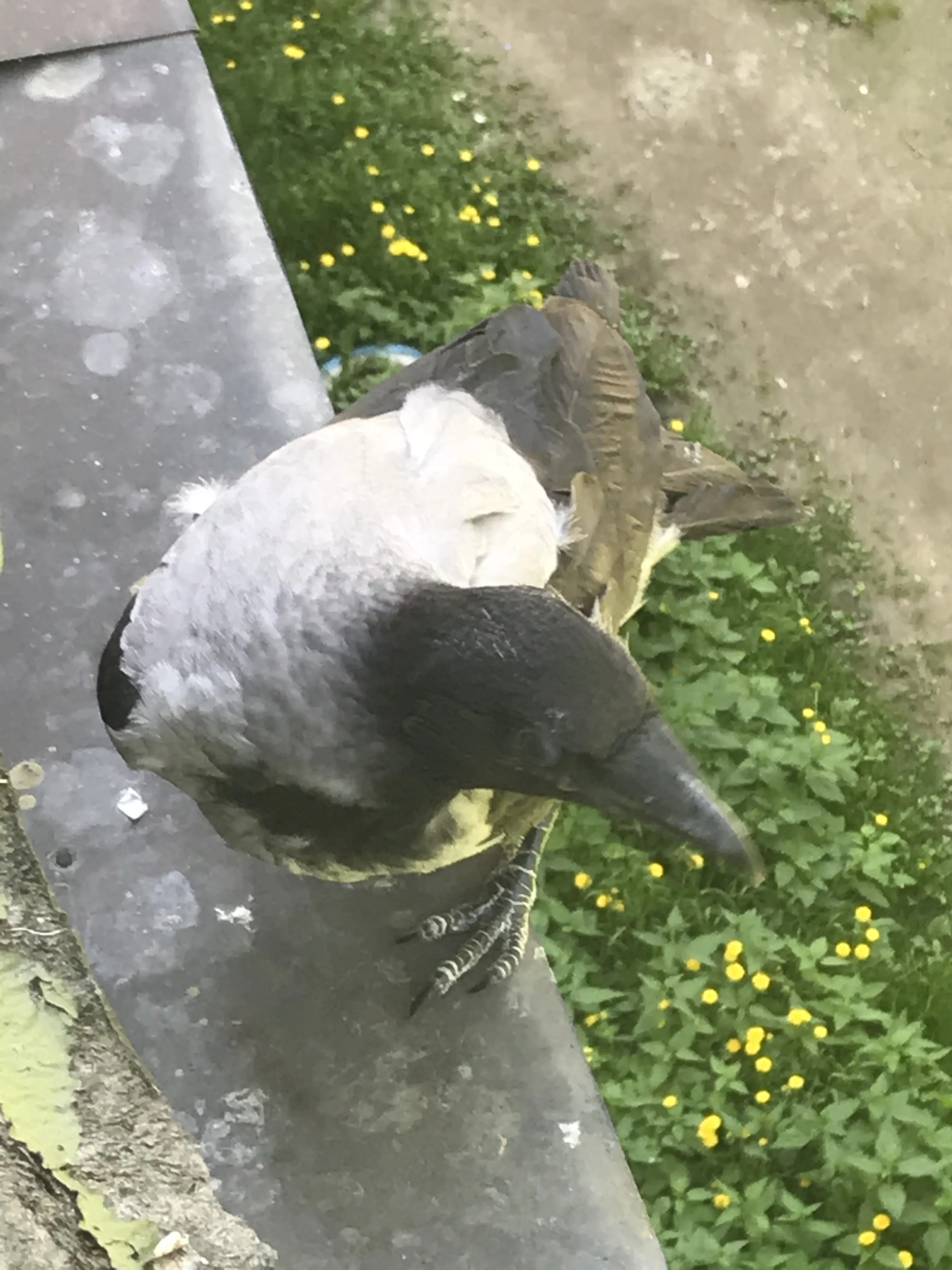 Можно у вас приземлиться?