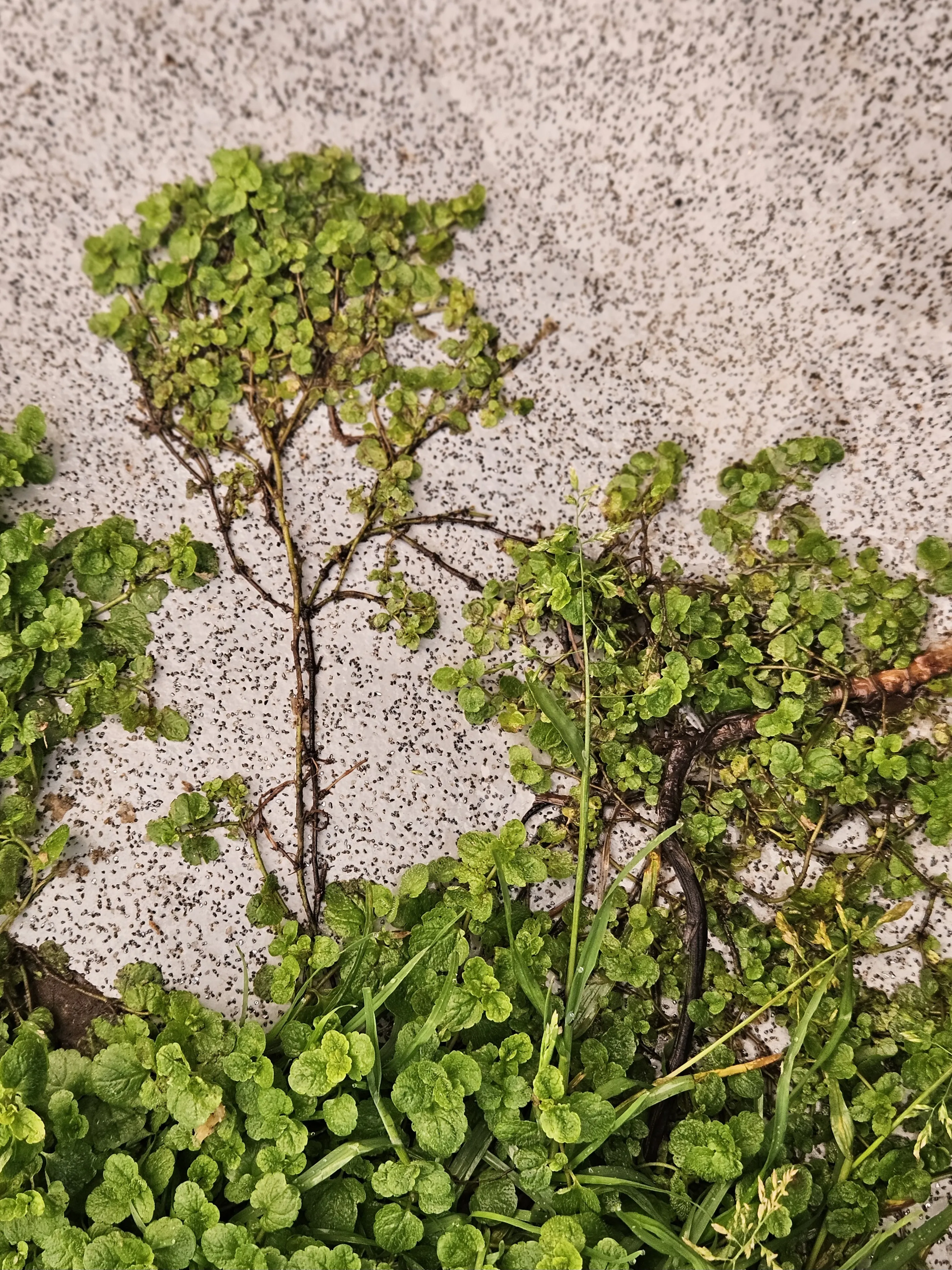 Микрокосмос под ногами