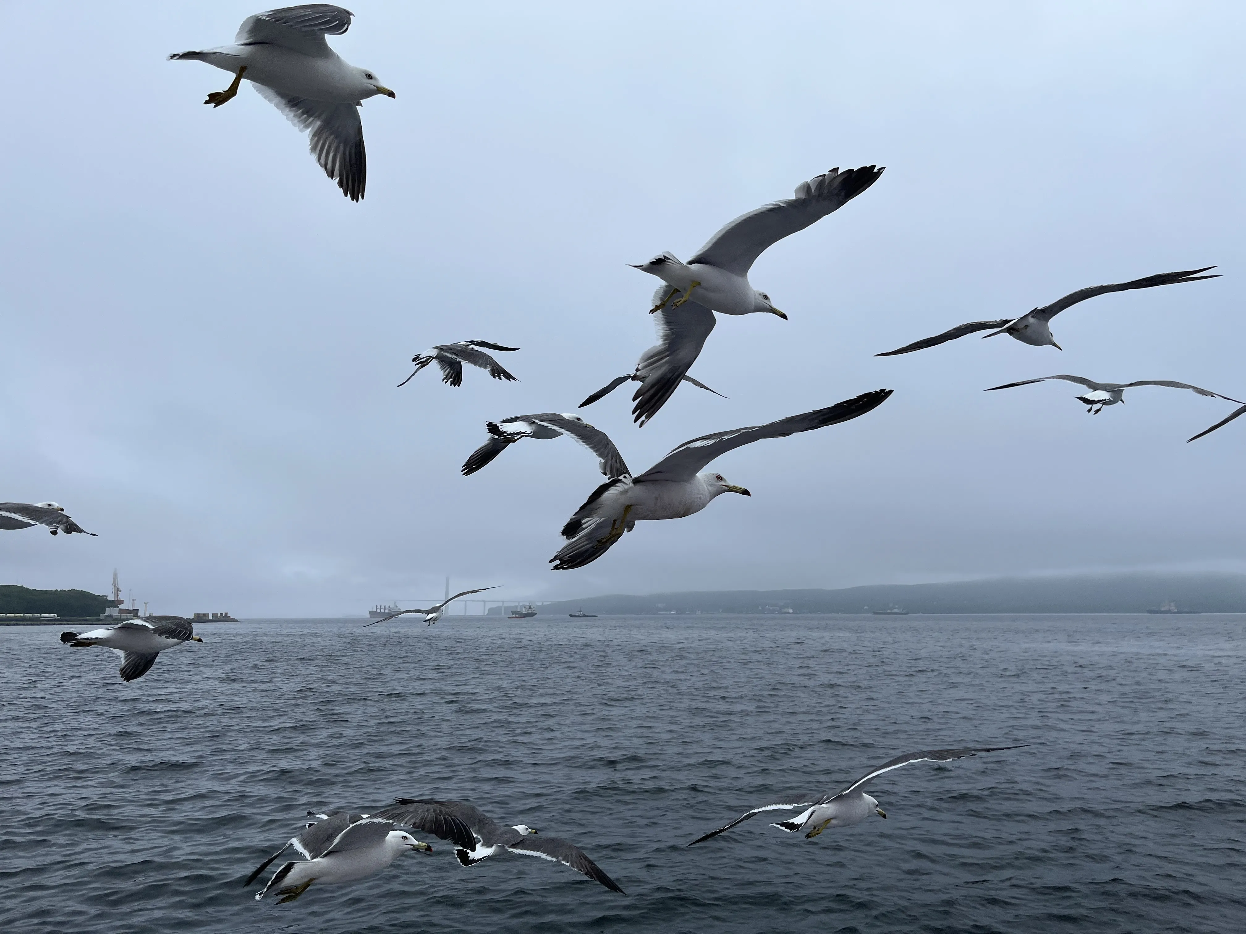 В сопровождении чаек