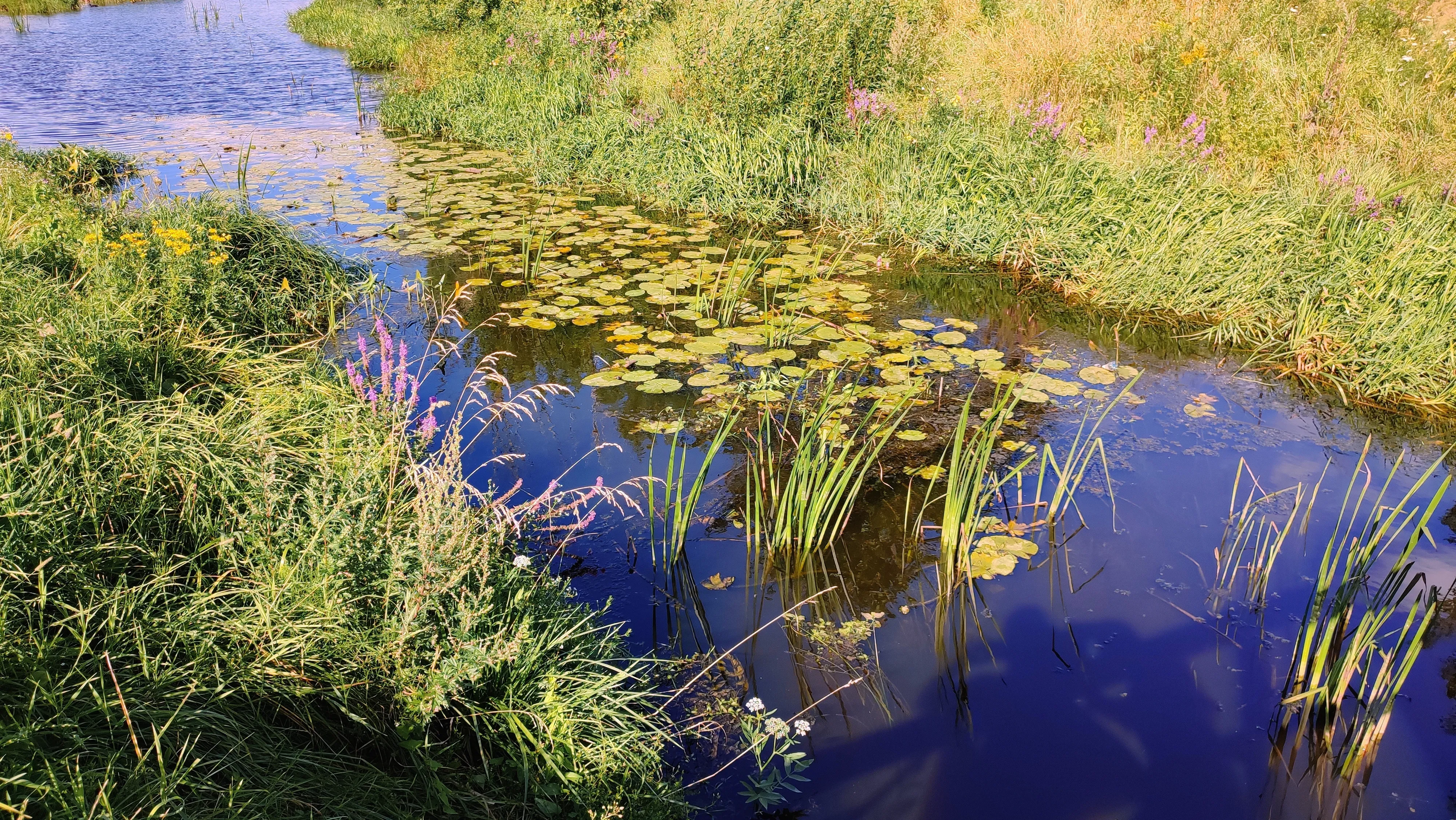 Воды Пскова