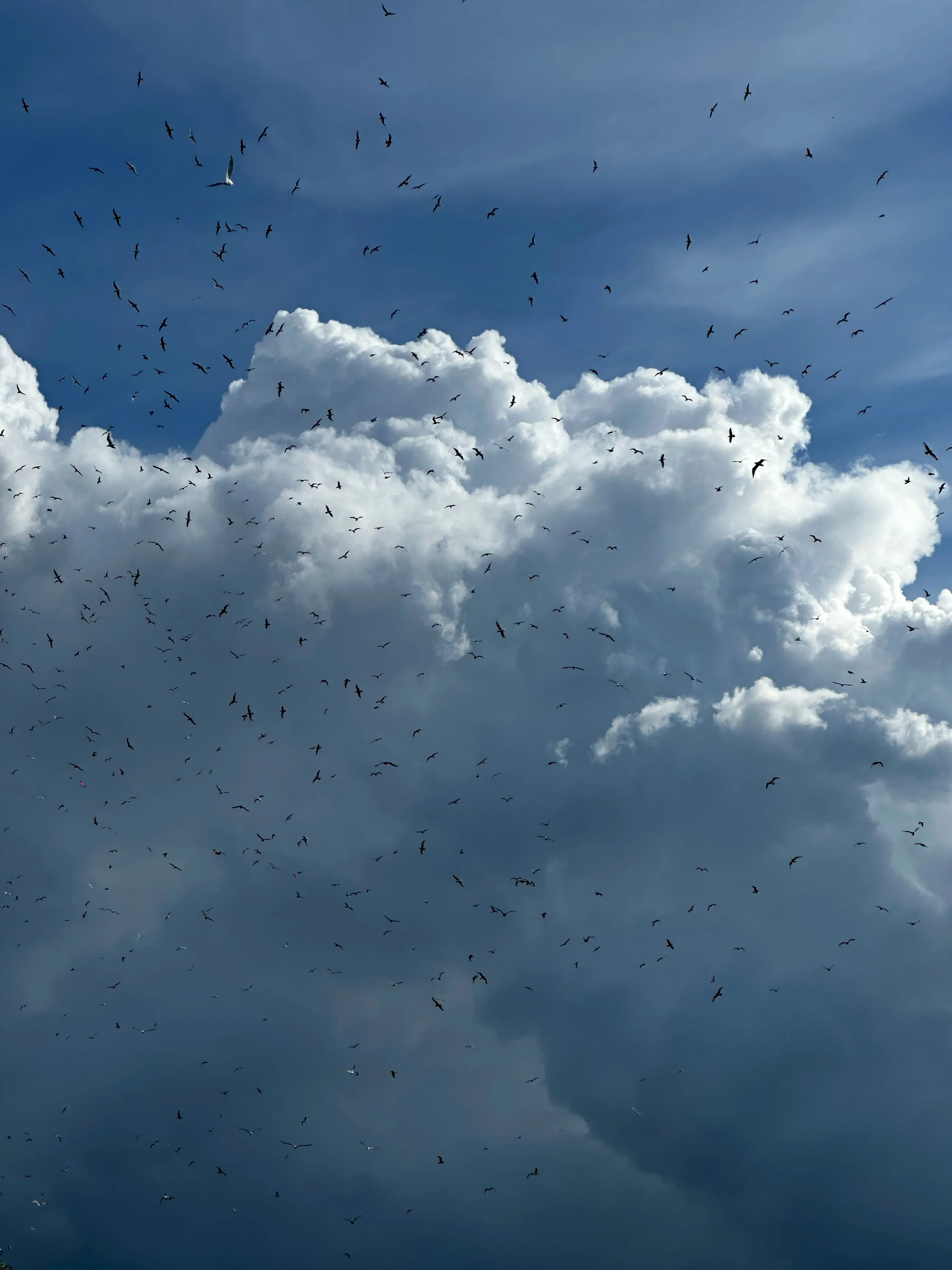 Птичий торнадо