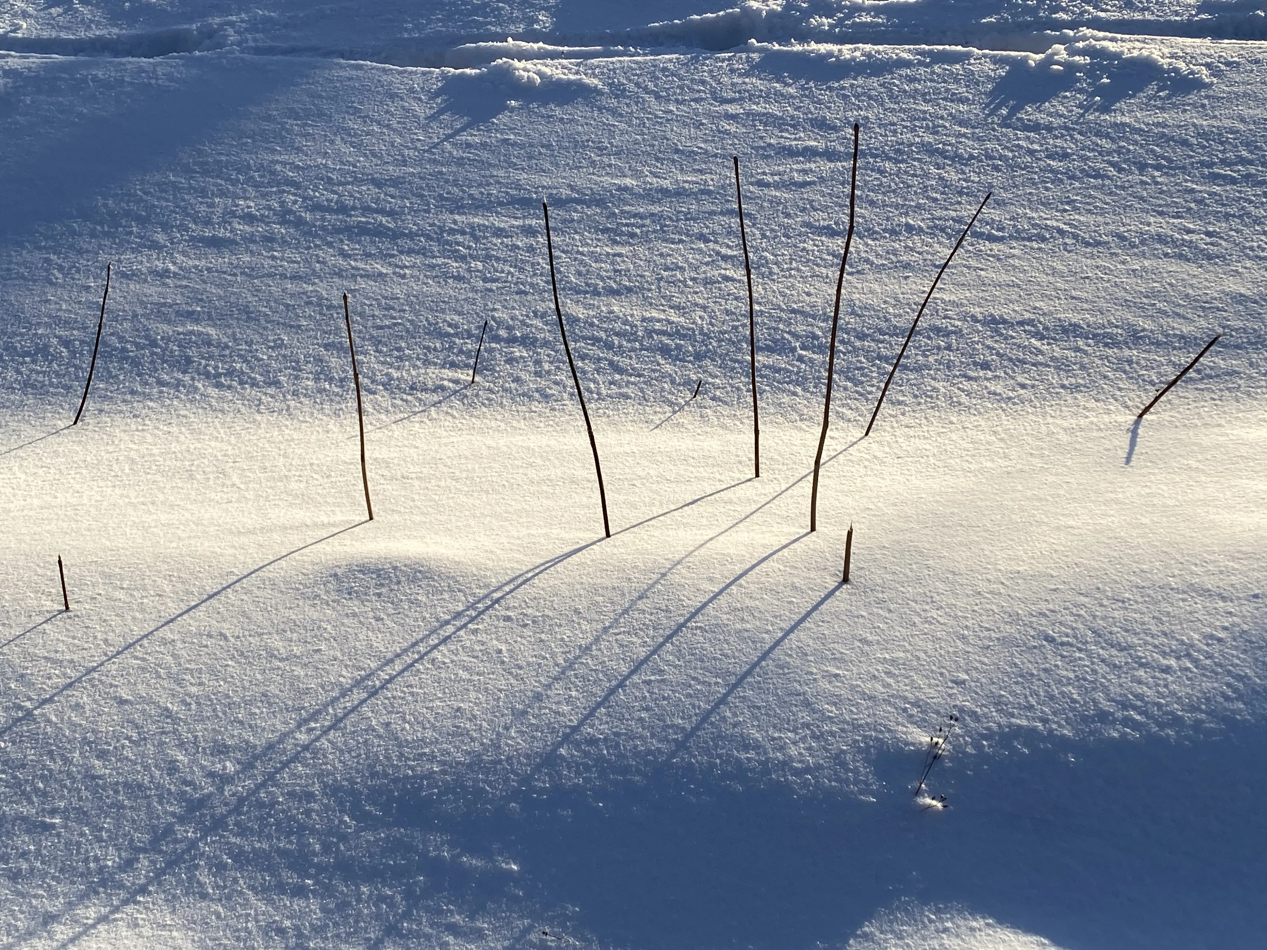 Минимализм в природе