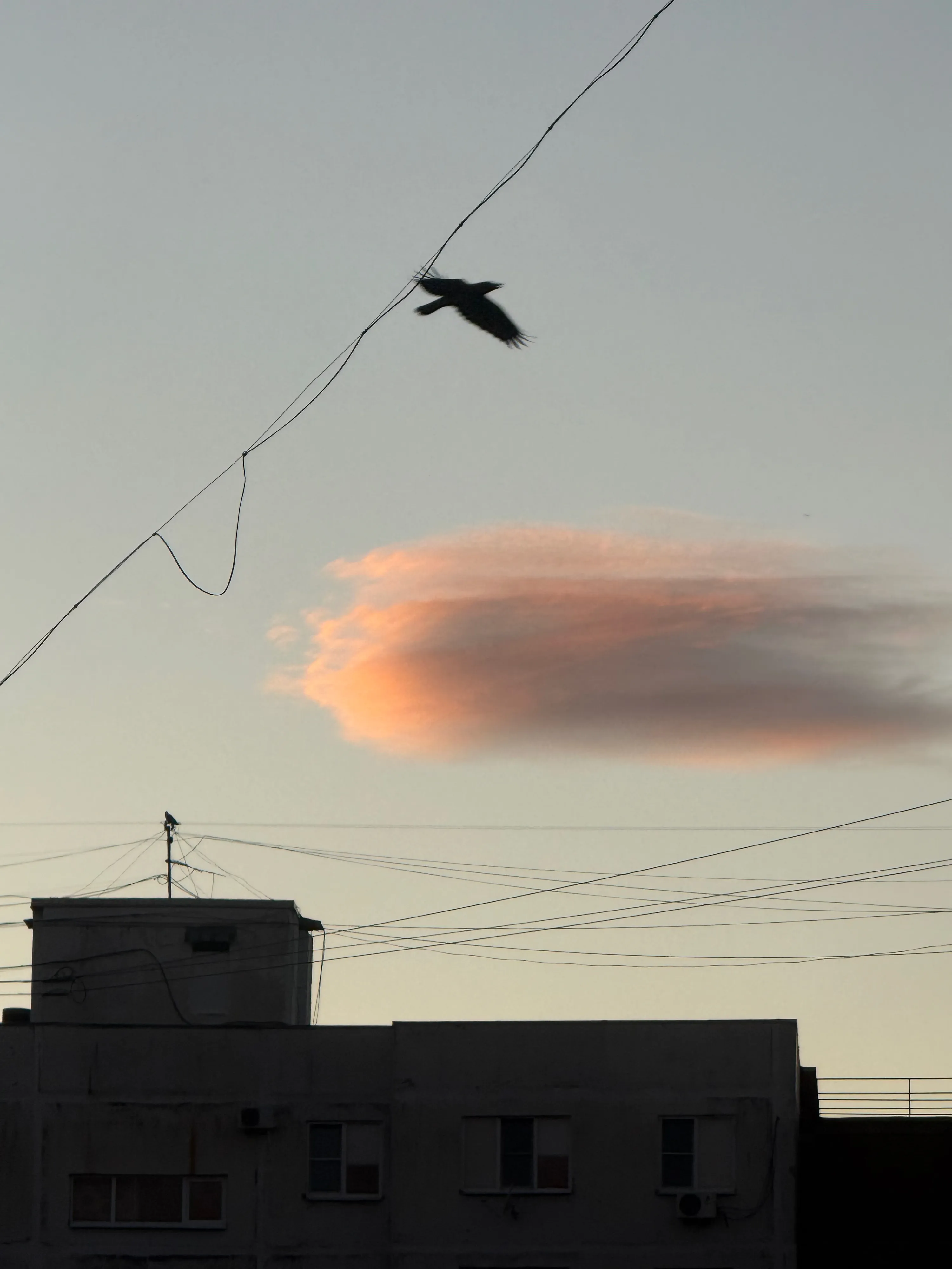 Крылатый силуэт